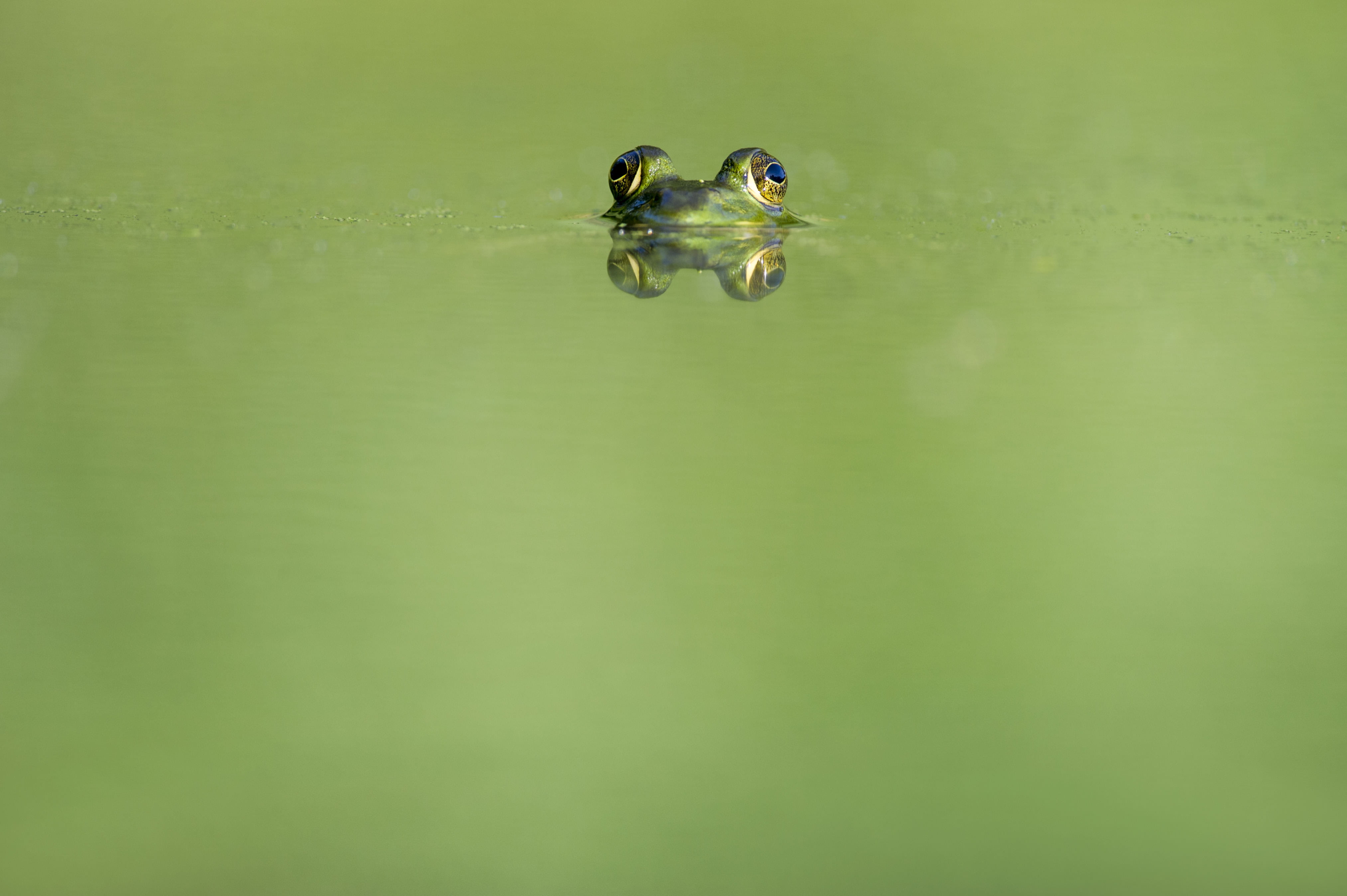 reflection, eyes, animal wildlife, nature, adorable, minimalist, closeup, cute, green color, no people, amphibians, one animal, water, green, lake, waterfront, HD Wallpaper