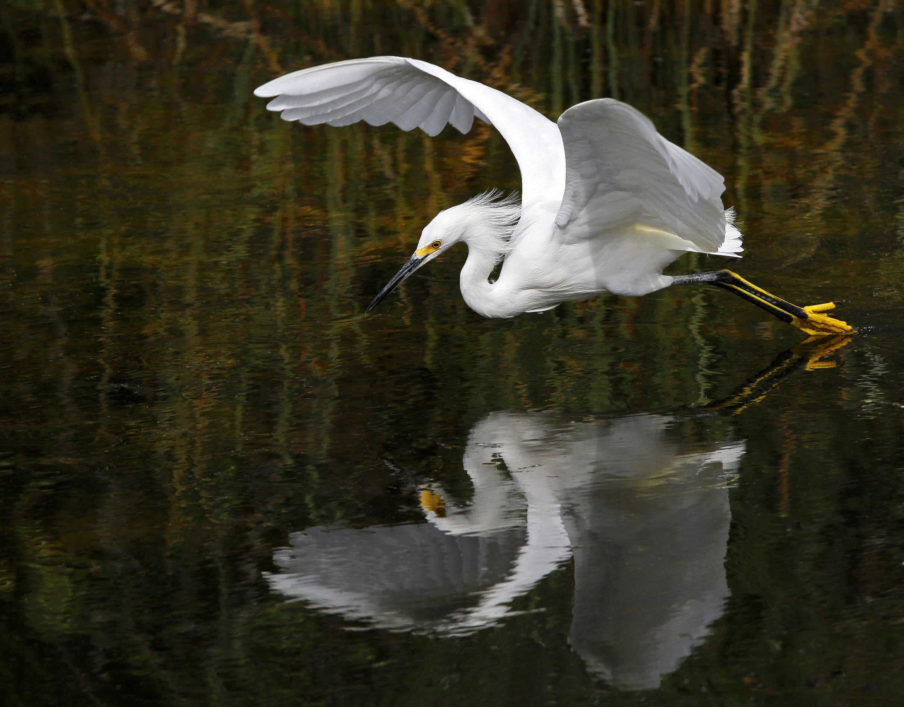 river, waterfront, reflection, lake, nature, avian, animals in the wild, heron, one animal, animal neck, outdoors, bird, vertebrate, body, animal, flight, HD Wallpaper
