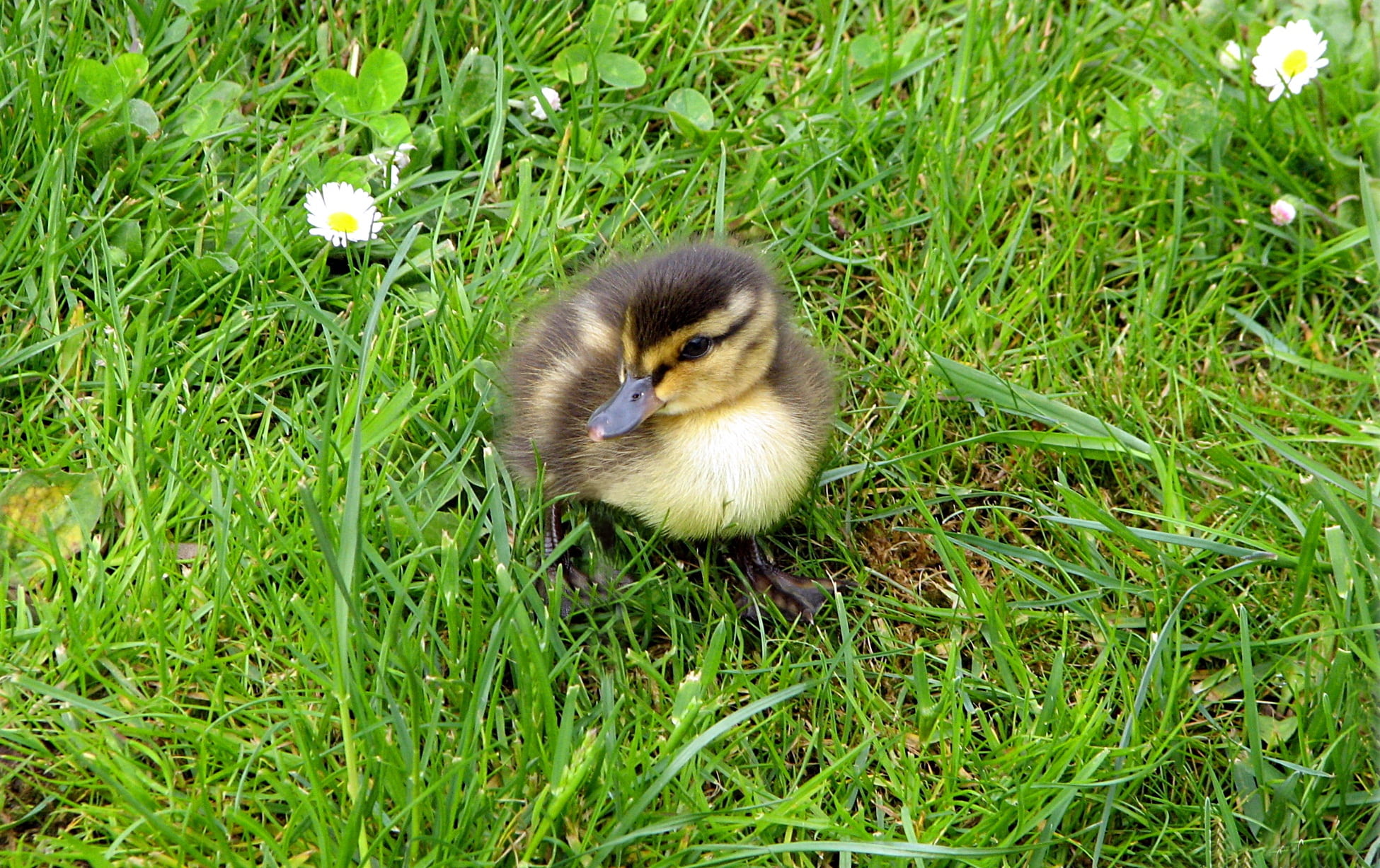 wildlife photography, land, water bird, daisy, high angle view, nature, outdoors, near, no people, grass, vertebrate, duckling, animal wildlife, ducks, HD Wallpaper