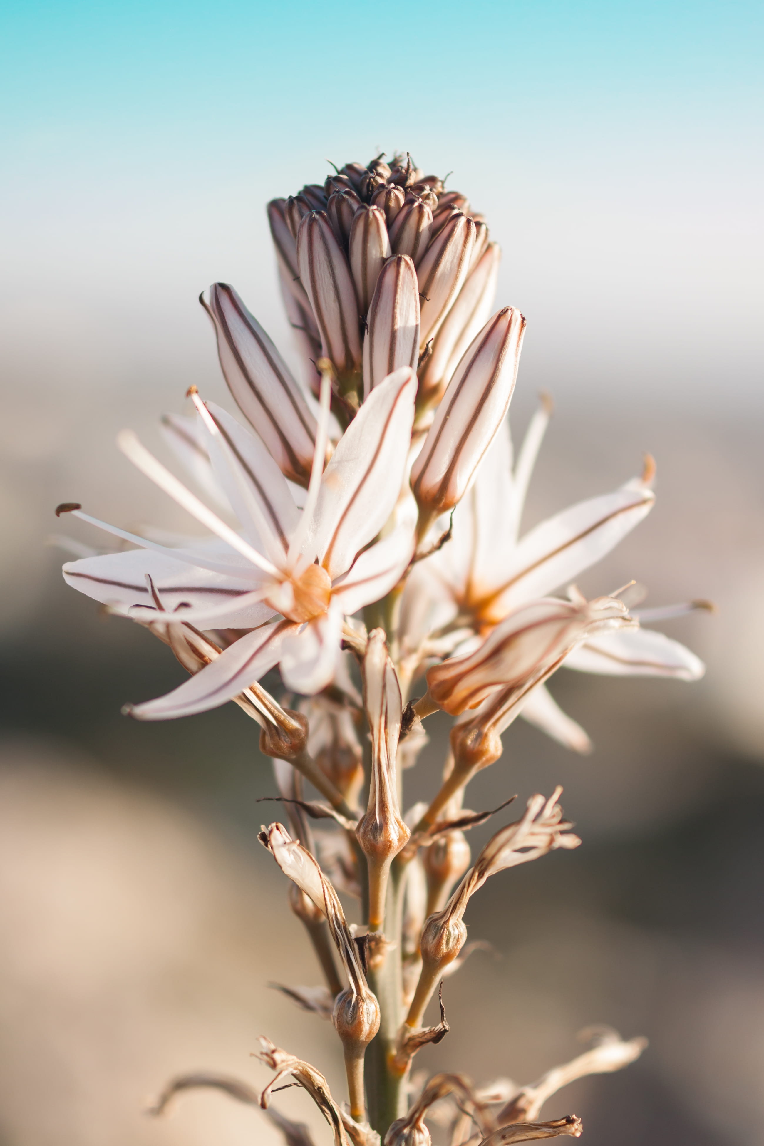 sunlight, day, season, flower head, close-up, field, alimos, vulnerability, pani hill, selective focus, 4K, springtime, plant, focus on foreground, floral pattern, Phone HD Wallpaper