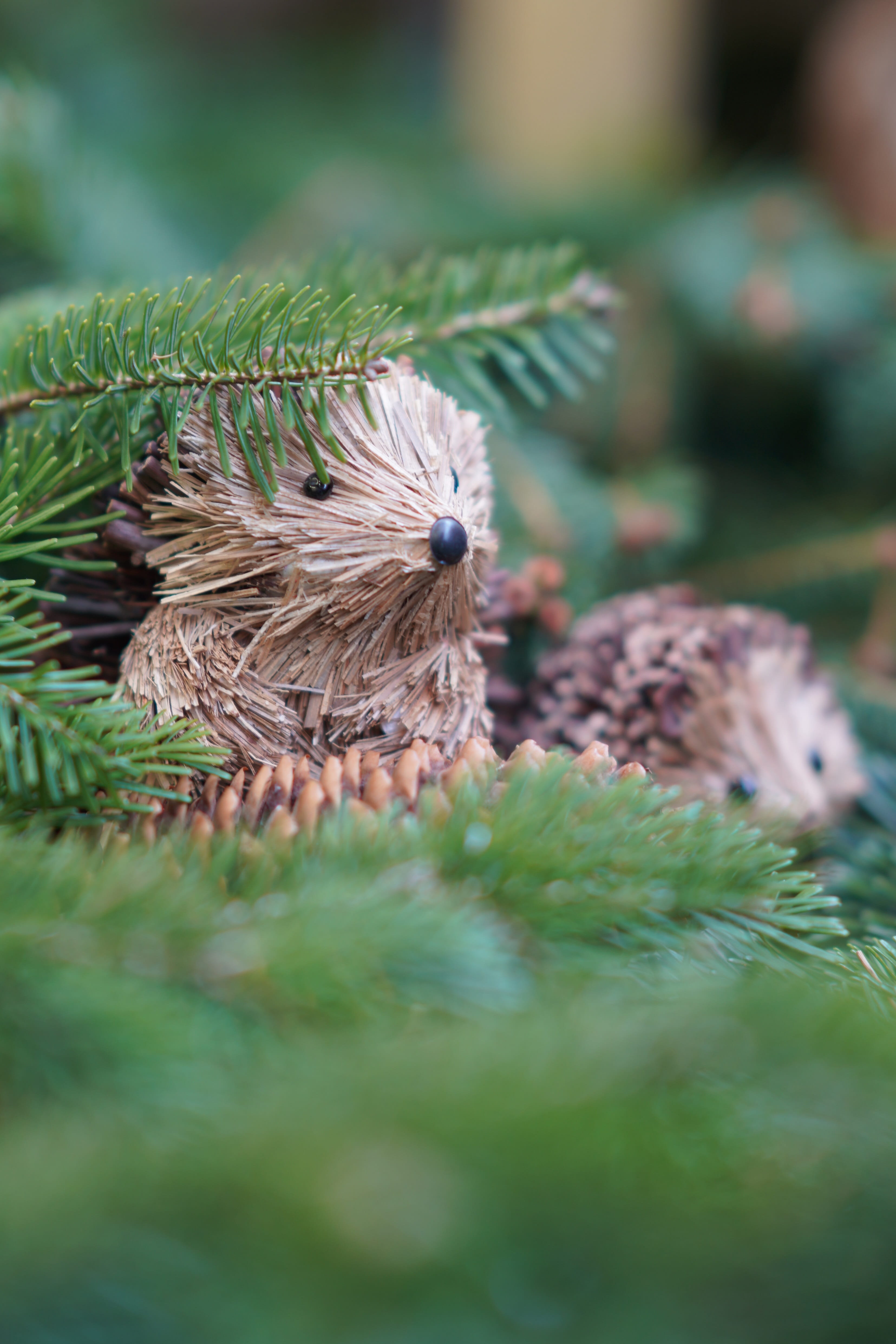 day, young animal, plant, pinecone, selective focus, nature, branch - plant part, green color, bird, vertebrate, needle, vertical, close-up, image focus technique, Phone HD Wallpaper