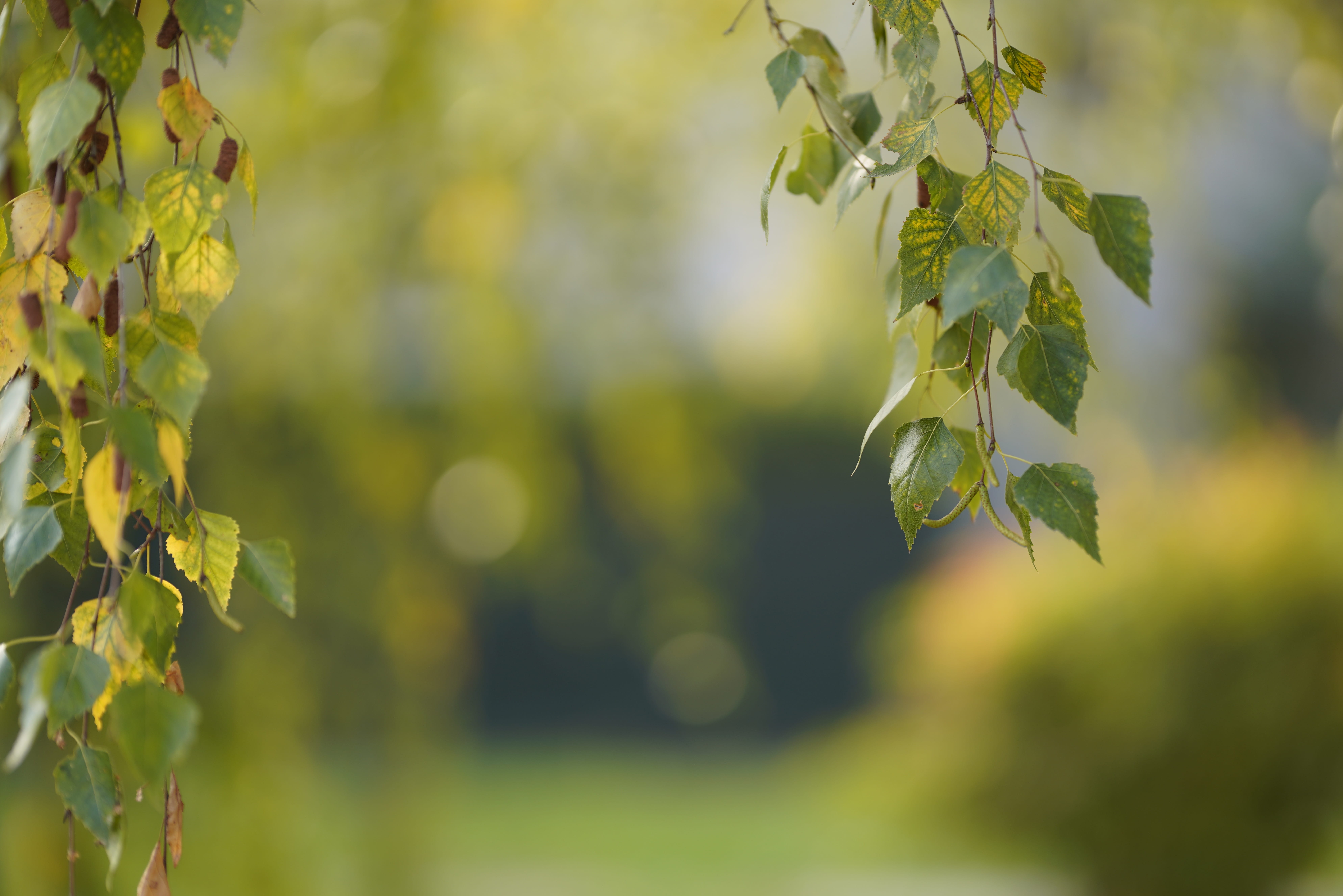 sunlight, plant part, winemaking, plant, focus on foreground, leaf, branch, land, grass, focus on the foreground, color image, deciduous, tree, selective focus, HD Wallpaper