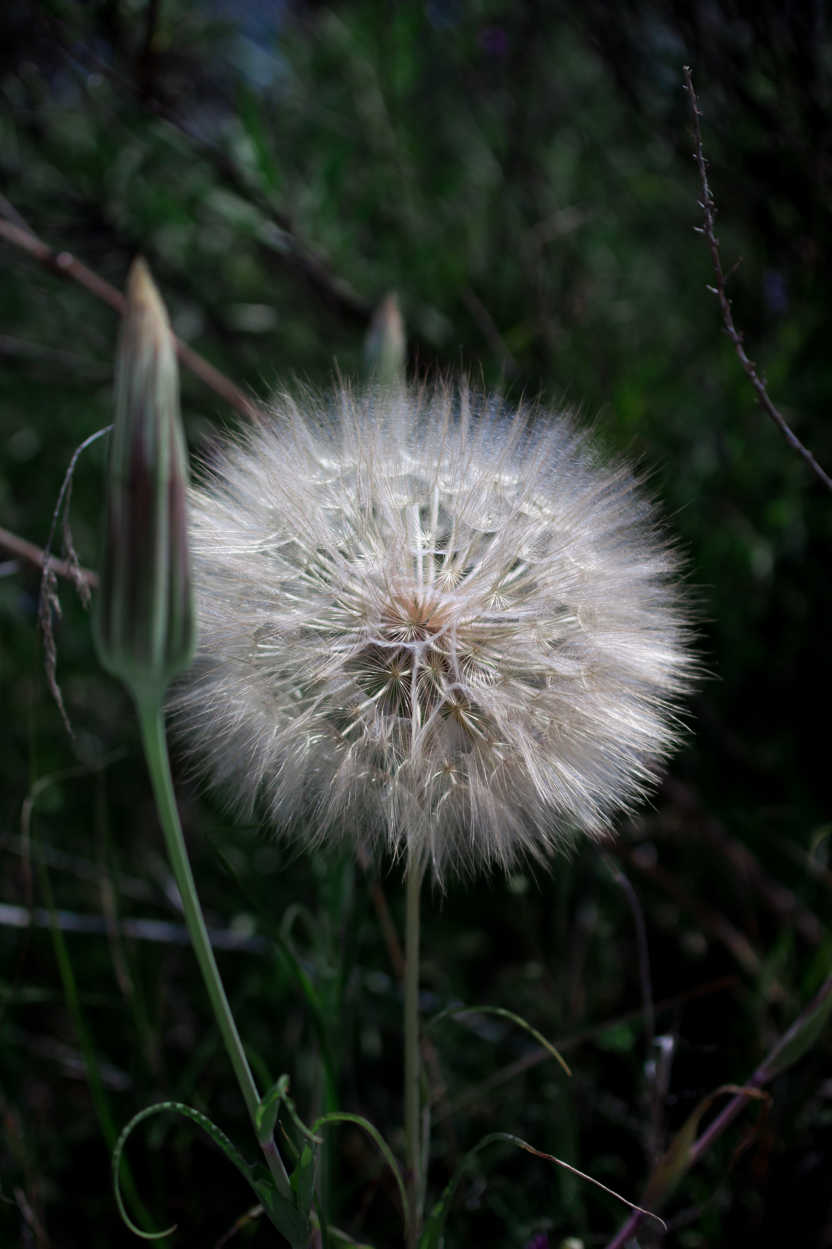 beauty, plant, backgrounds, field, pani hill, sunset, defocused, no people, photography, vulnerability, growth, dandelion, flower head, focus on foreground, Phone HD Wallpaper