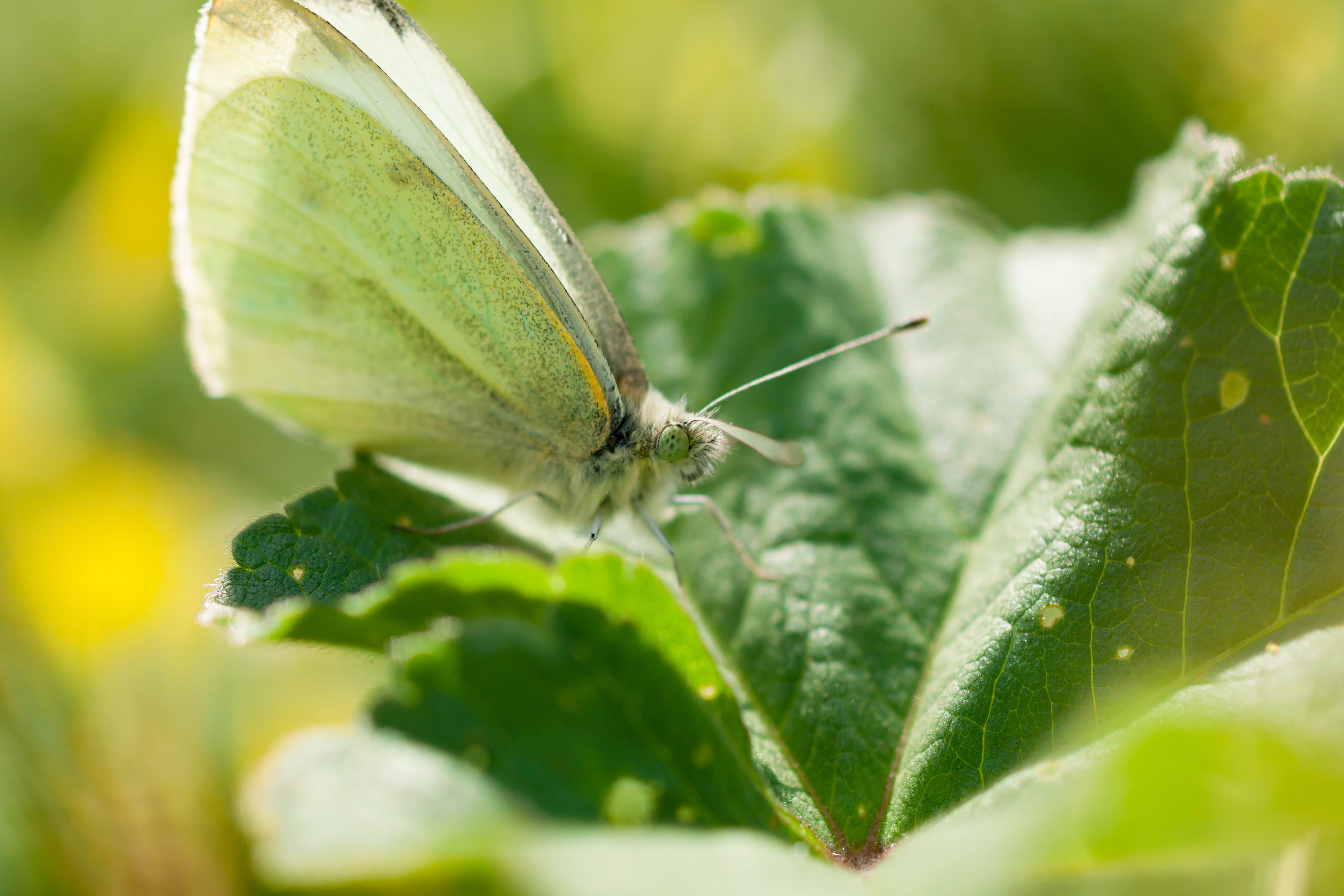 animal wildlife, plant part, greece, plant, pani hill, 4K, animals in the wild, butterfly - insect, close-up, photography, nature, image focus technique, HD Wallpaper