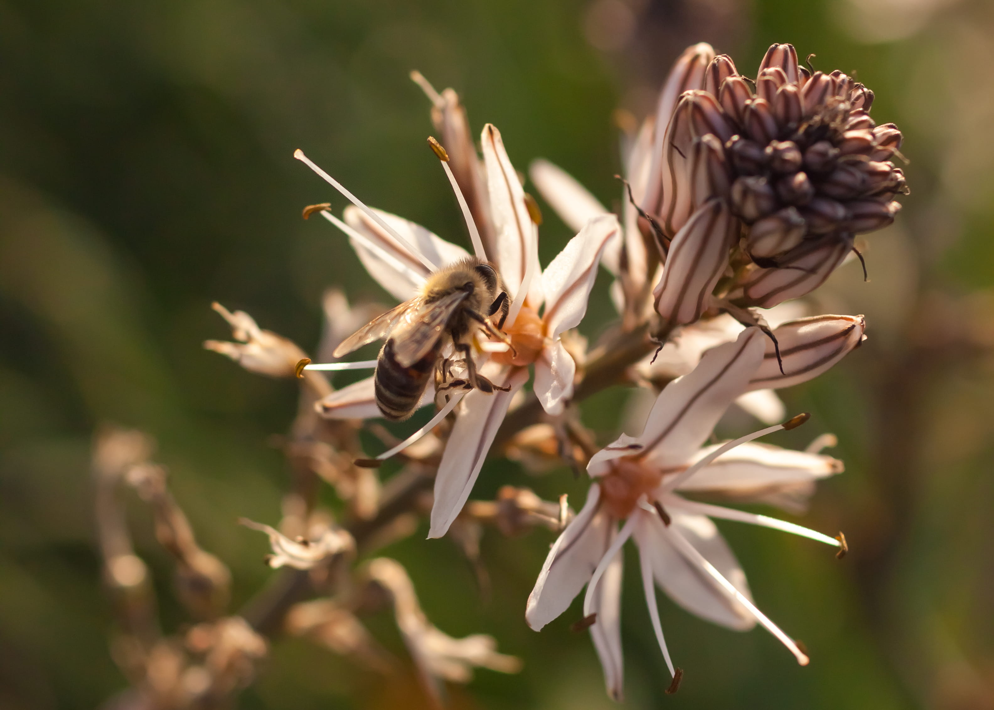 blossom, botany, flowering plant, field, petal, plant stem, outdoors, focus on foreground, 2K, greece, selective focus, sunset, flower, springtime, defocused, HD Wallpaper