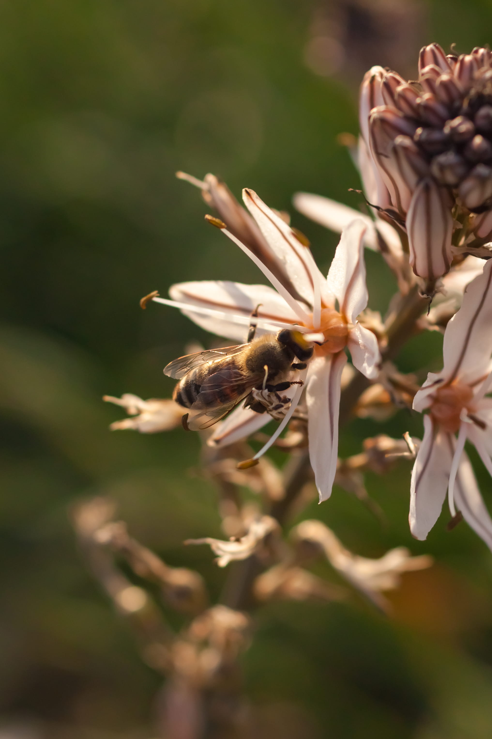 animal wildlife, vulnerability, flower, beauty, flowering plant, animal, blossom, pani hill, outdoors, sunset, insect, selective focus, image focus technique, Phone HD Wallpaper