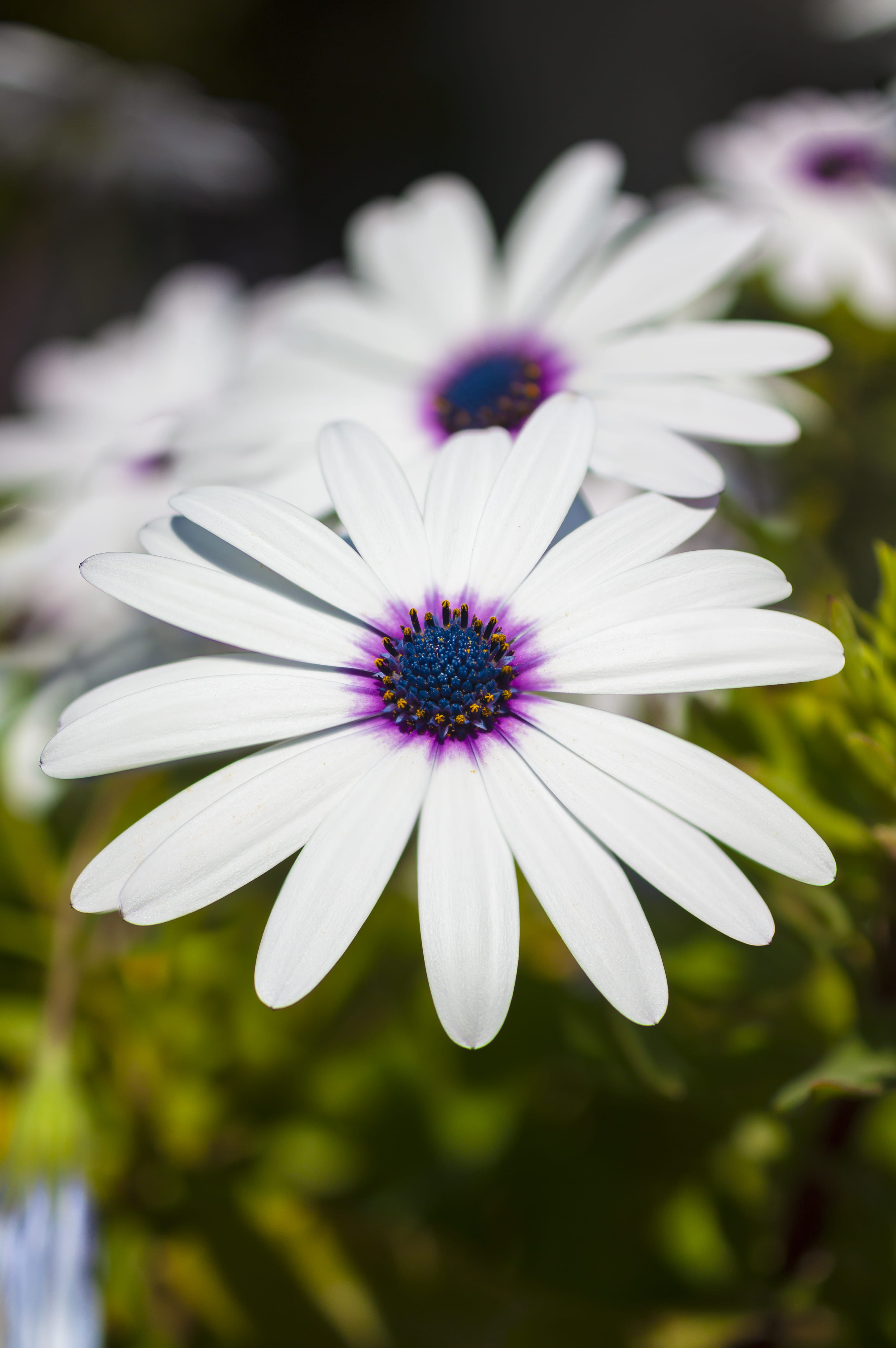 plant, flower head, purple, summer, freshness, fragility, sunset, tranquil scene, growth, white color, organic, photography, alimos, field, image focus technique, Phone HD Wallpaper