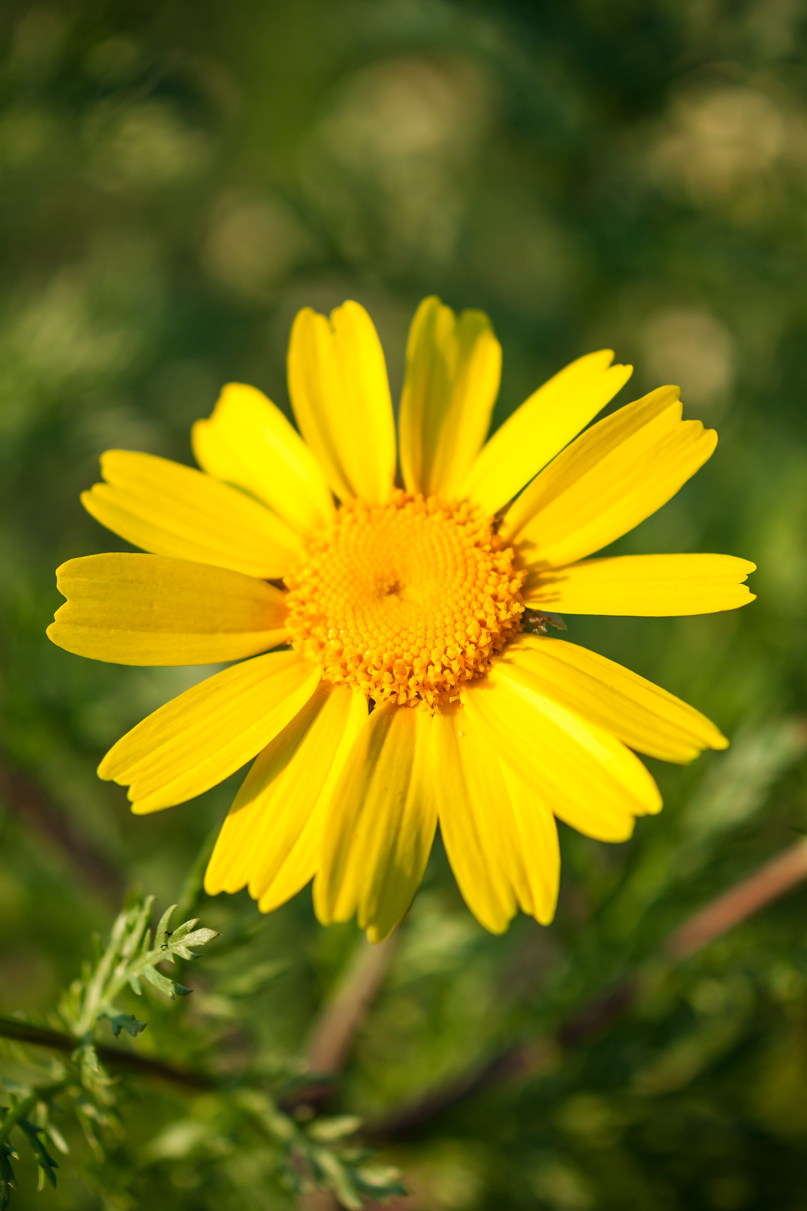 flowering plant, no people, flower, pollen, gazania, blossom, alimos, inflorescence, focus on foreground, flower head, defocused, close-up, image focus technique, Phone HD Wallpaper