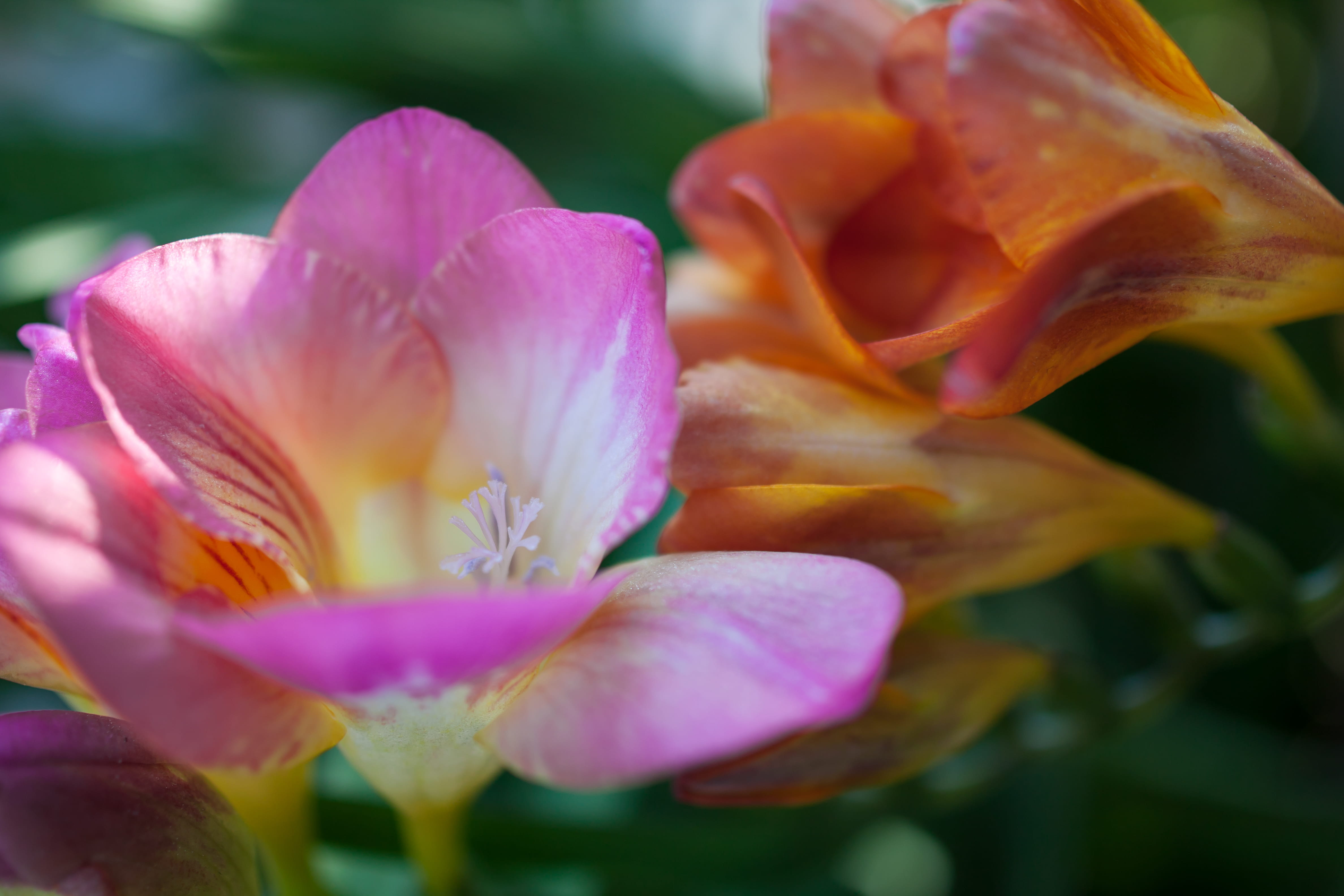 outdoors, springtime, pink color, defocused, blossom, 4K, inflorescence, flower, image focus technique, beauty in nature, vulnerability, selective focus, HD Wallpaper