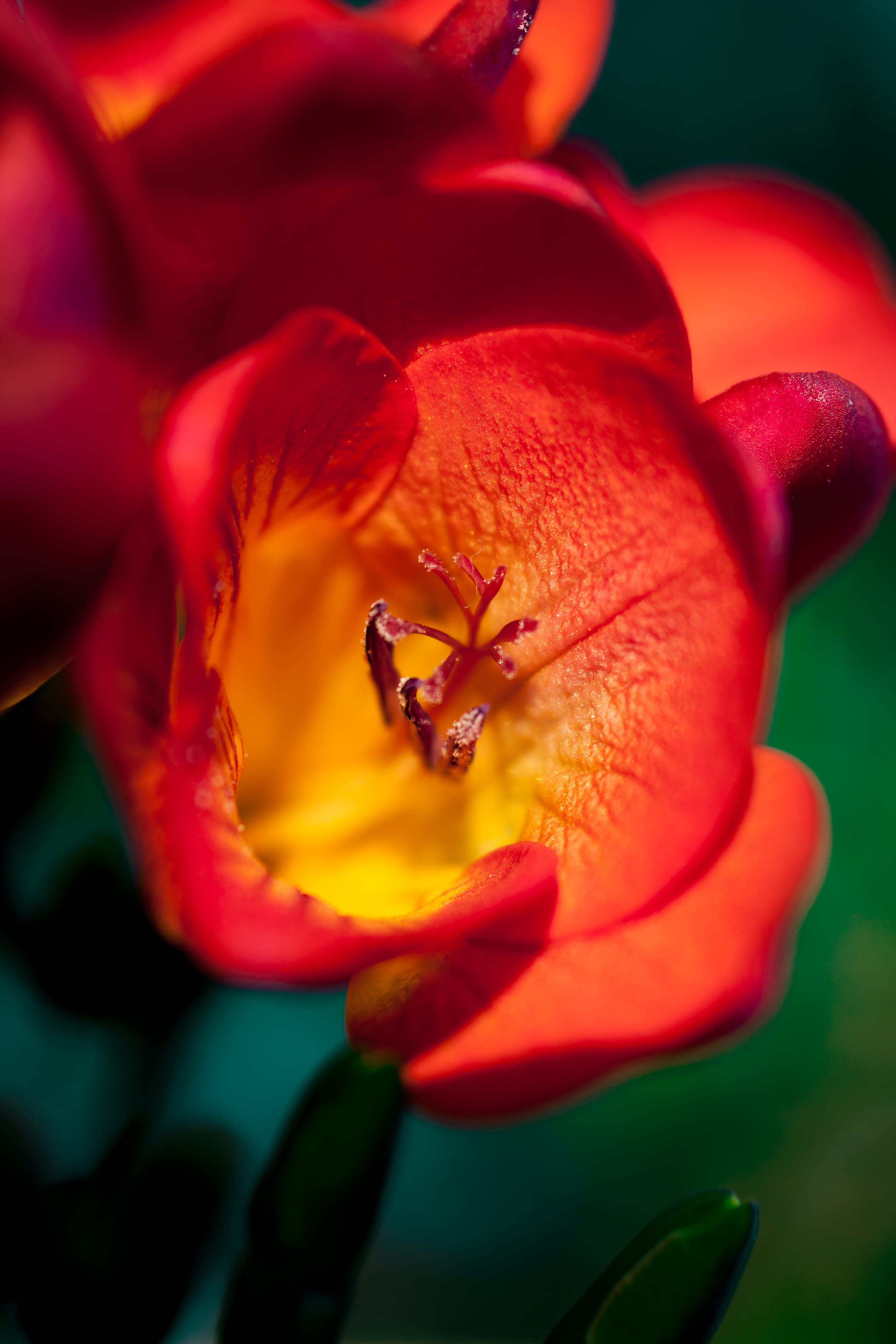 plant, outdoors, springtime, blossom, 4K, pani hill, flowering plant, alimos, in bloom, beauty, animals in the wild, botany, pollination, flower, petal, Phone HD Wallpaper