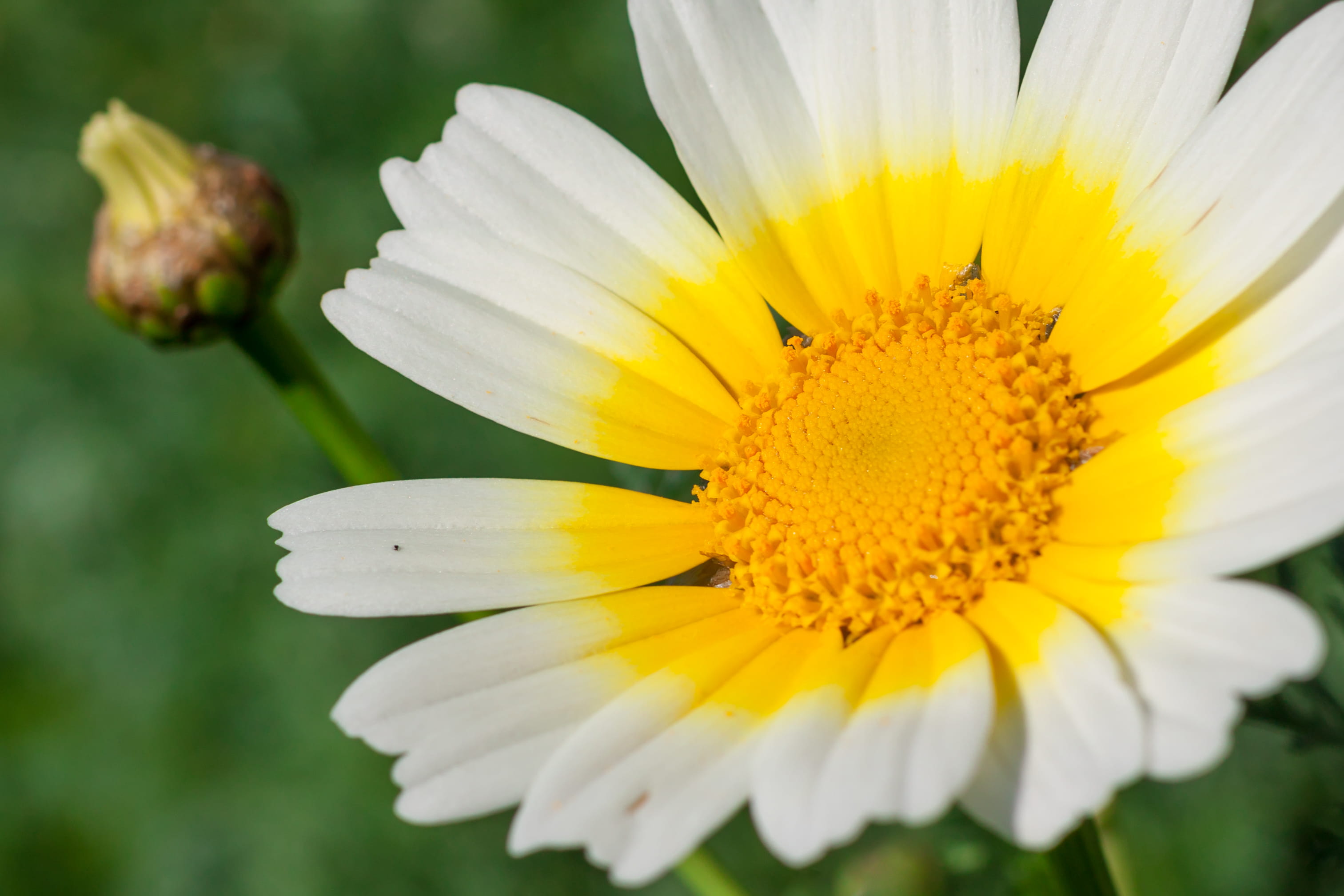 in bloom, plant, no people, freshness, pollen, beauty, image focus technique, field, pani hill, focus on foreground, 2K, vulnerability, petal, gazania, HD Wallpaper