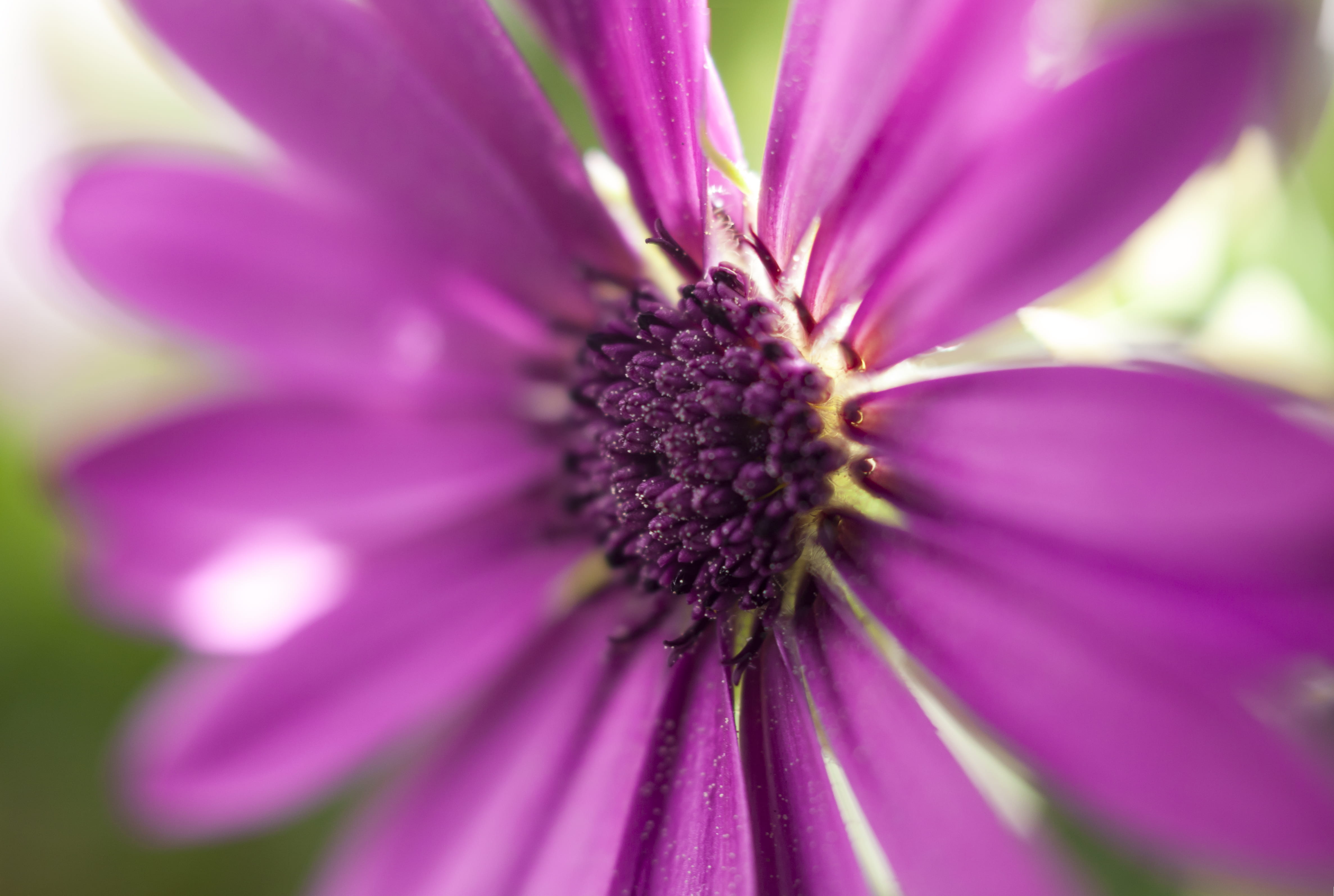 vulnerability, image focus technique, nature, greece, beauty, purple, petal, non-urban scene, close-up, defocused, pollen, blossom, plant, photography, HD Wallpaper