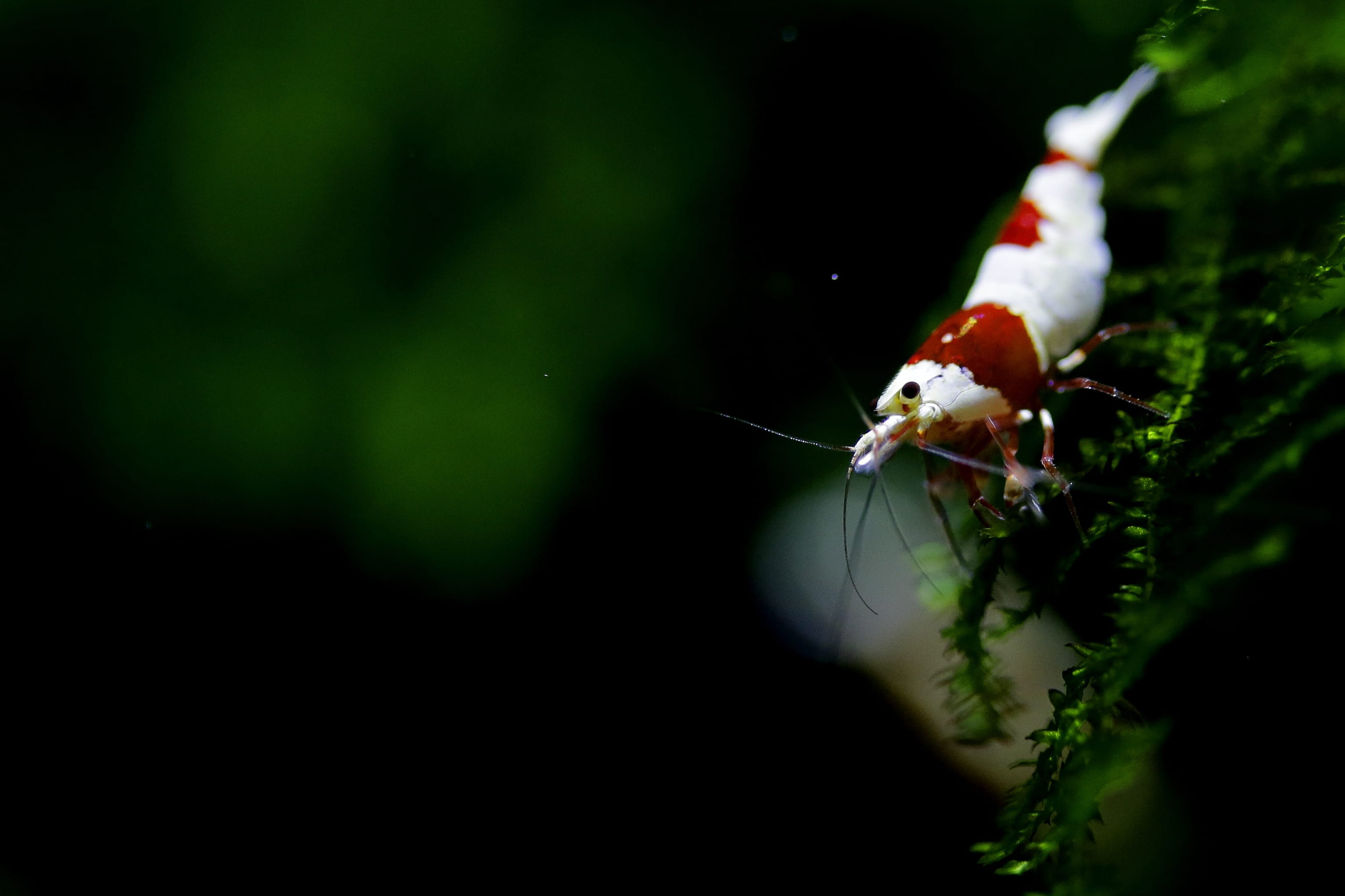 outdoors, black background, animal themes, animal wildlife, ornamental shrimp, zoology, crs, insect, green color, 2K, animal body part, marine, animal, HD Wallpaper
