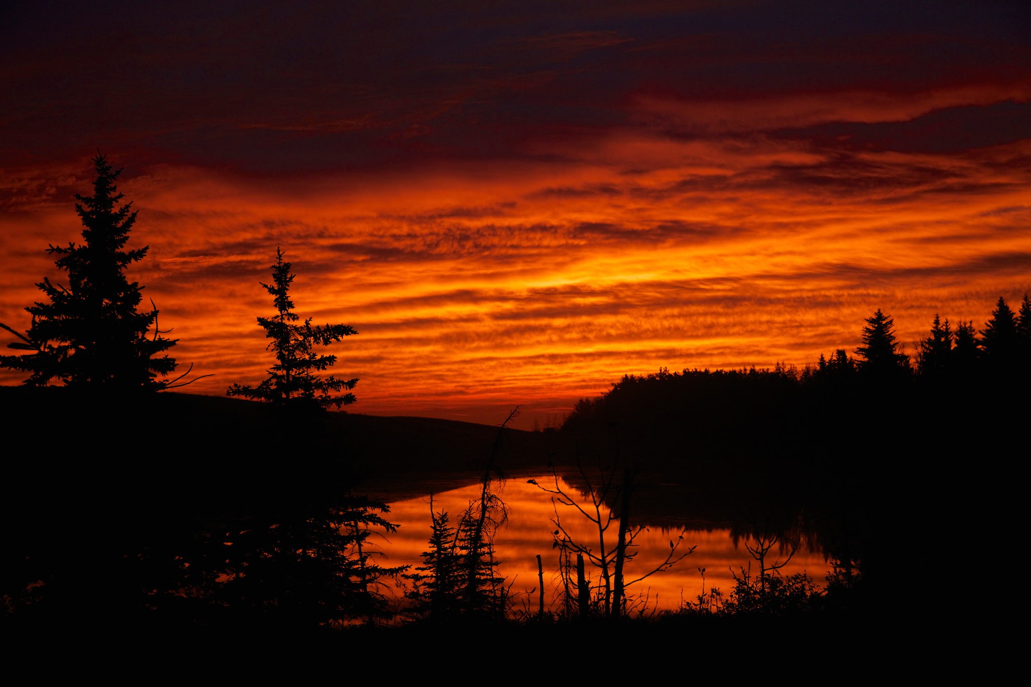 nature, orange color, land, 1080P, plant, dark, sunset, forest, tranquil scene, beauty in nature, environment, coniferous tree, cloud - sky, pine tree, HD Wallpaper