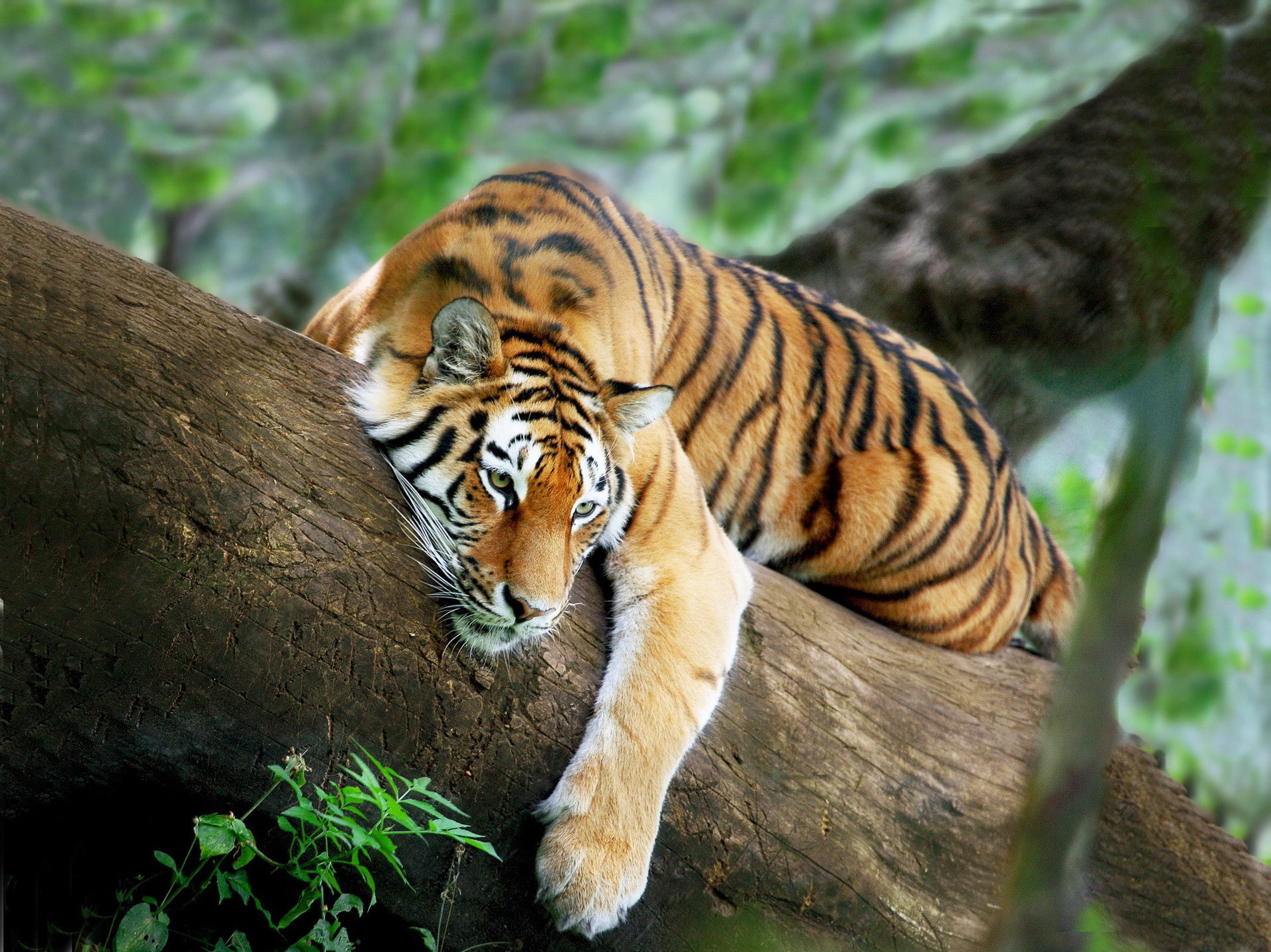 tiger, 1080P, tree, recreation, HD Wallpaper