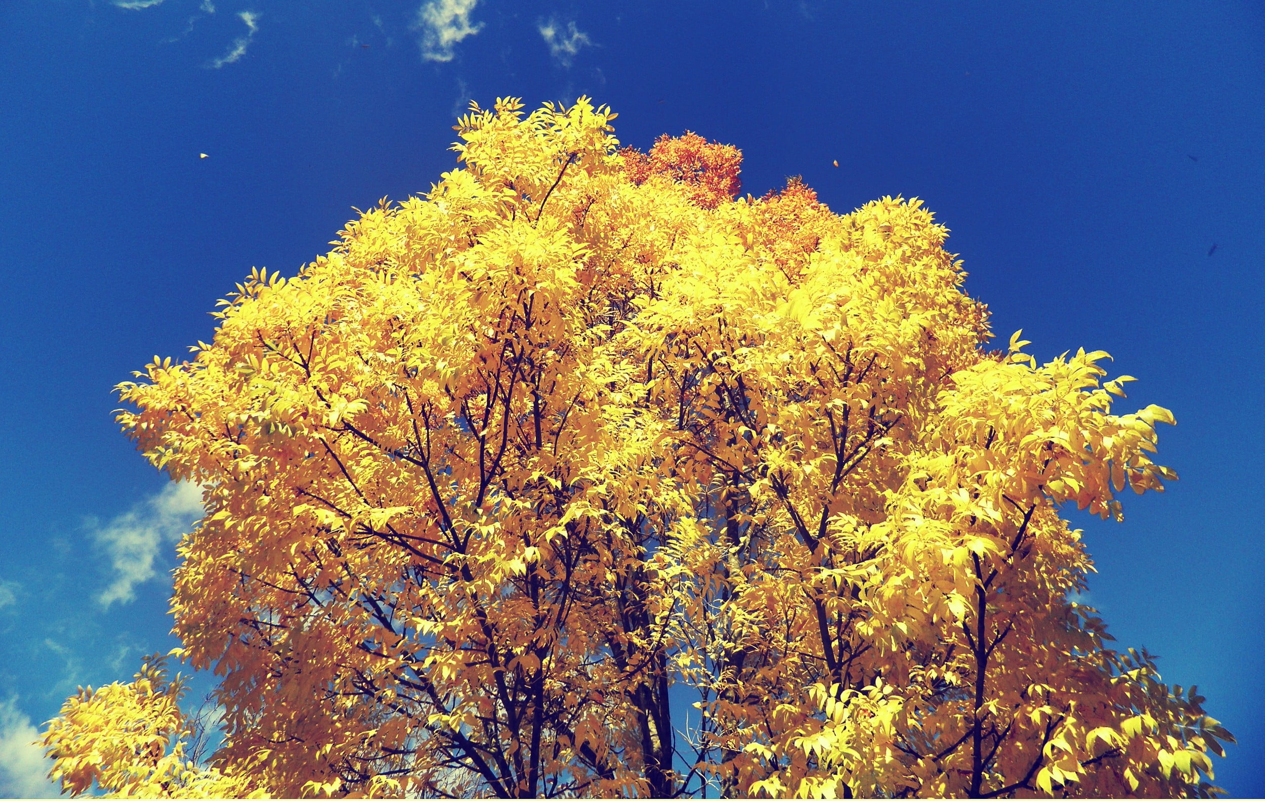 growth, blue, no people, plant, colorful, natural condition, nature, yellow, branch, trees, autumn, leafed, fall, tree, sunlight, outdoors, day, low angle view, HD Wallpaper