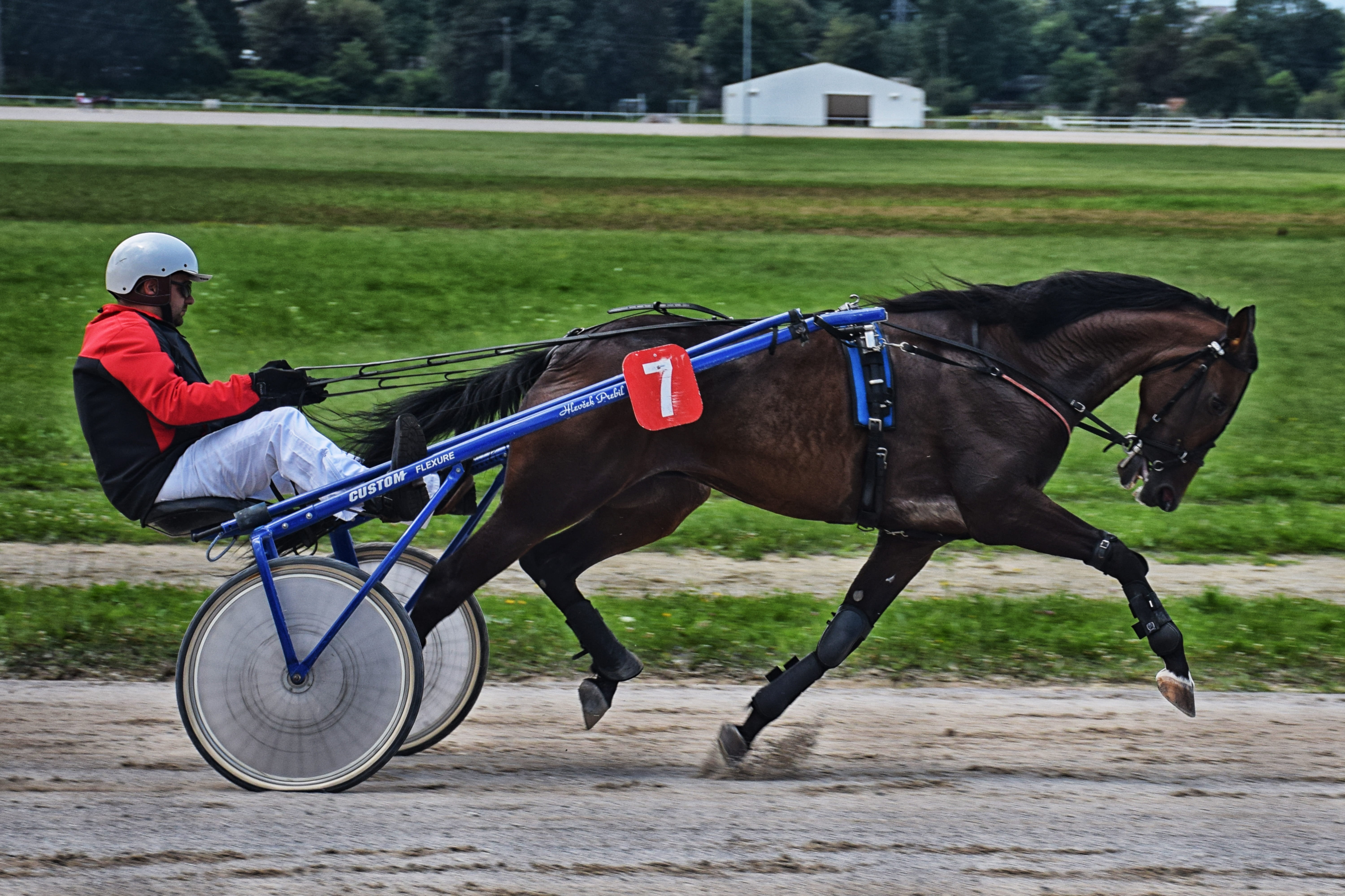 field, mane, one animal, animal, animal wildlife, sulky, animals, harness, horses, racing, traber, real people, livestock, trotting, driver, vertebrate, HD Wallpaper