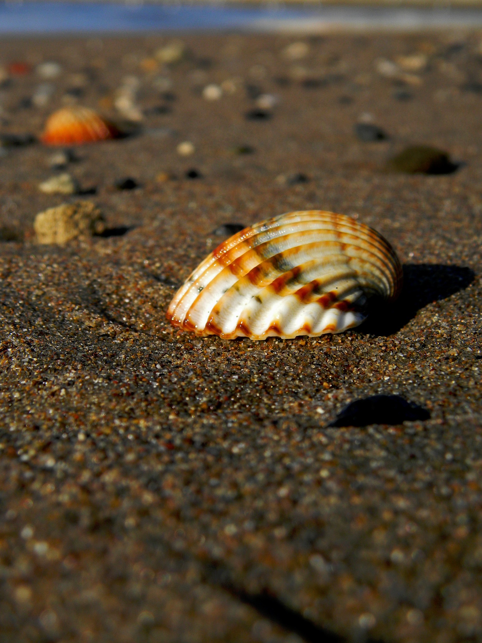 selective focus, outdoors, seashell, sand, animals in the wild, no people, one animal, shells, animal themes, land, close-up, marine, beach, sasa, shell, Phone HD Wallpaper