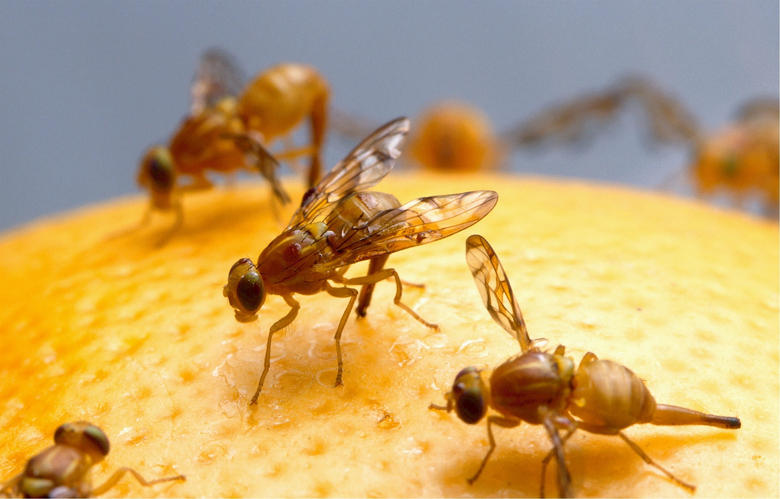 animal wildlife, eggs, fruit, focus on foreground, yellow, animal, food, insect, orange, animals in the wild, one animal, ant, close-up, fruit flies, animal themes, HD Wallpaper