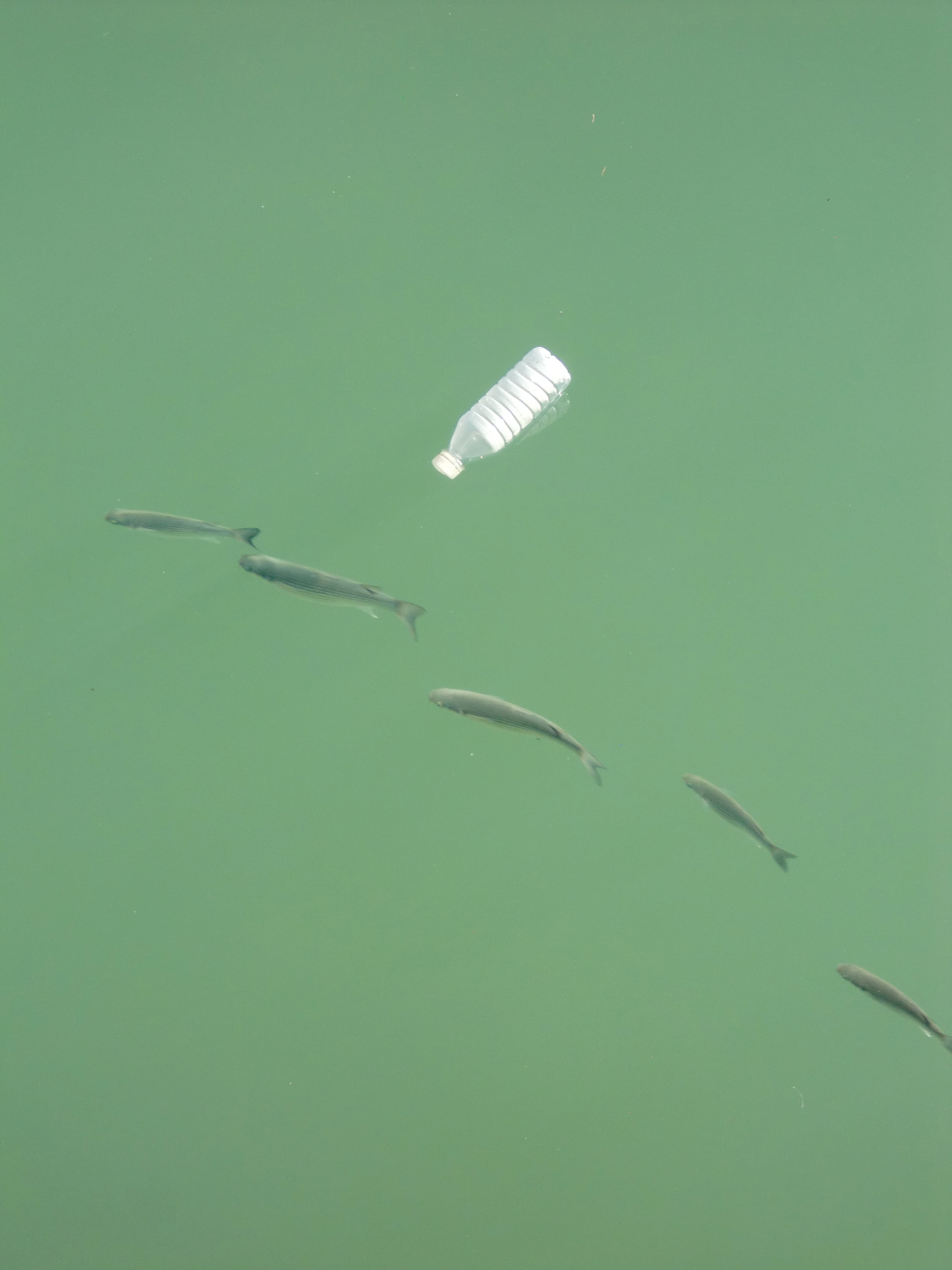 single object, animal, green, river, plastic, pollution, water, animal wildlife, no people, close-up, near, green color, colored background, cut out, fish, Phone HD Wallpaper