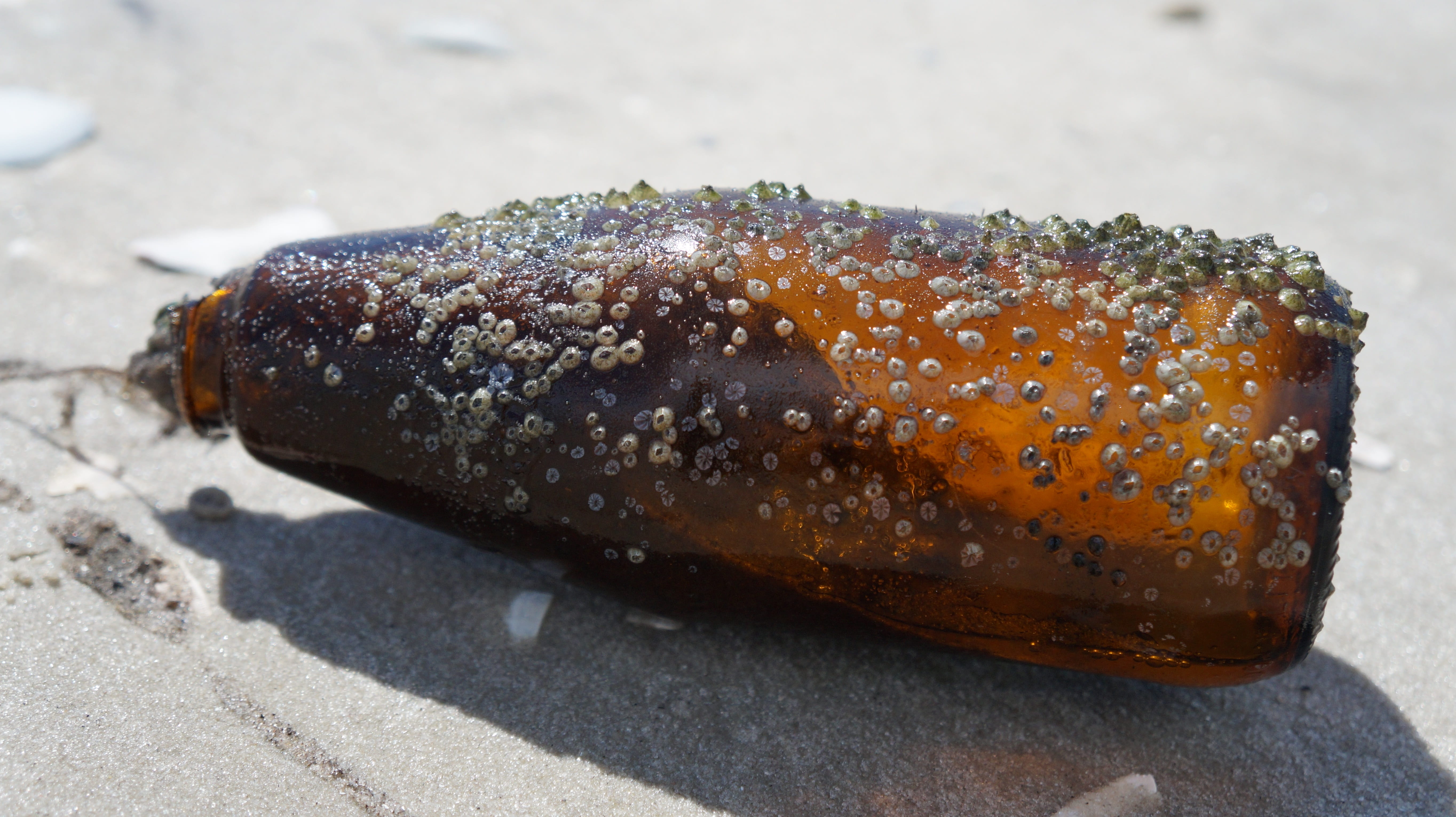 ready-to-eat, wellbeing, pollution, food, nature, 5K, bread, close-up, single object, brown, food and drink, no people, coastline, shadow, trash, outdoors, HD Wallpaper