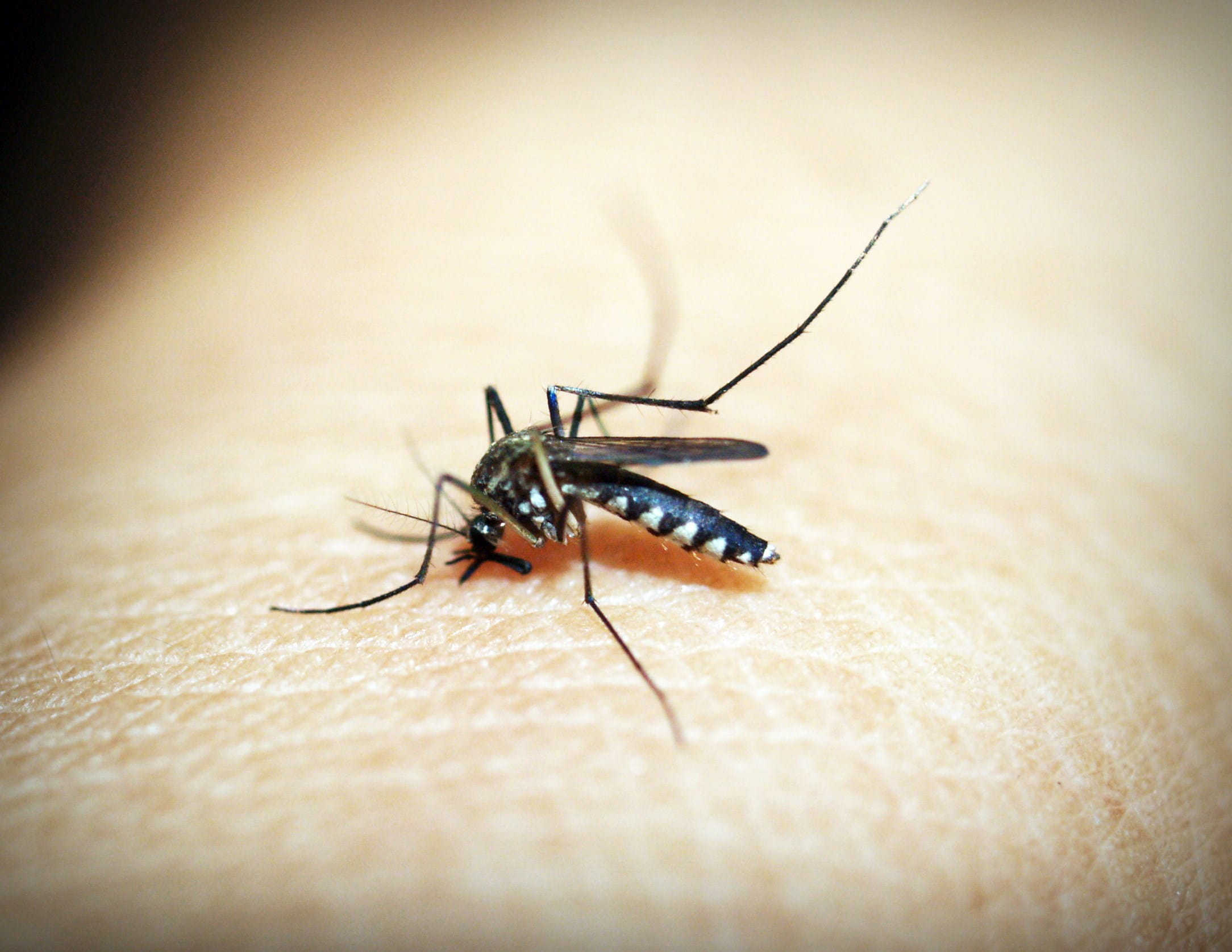 one person, bite, nature, skin, unrecognizable person, bug, body part, macro, animals in the wild, one animal, wildlife, human, pest, s, invertebrate, vignette, HD Wallpaper