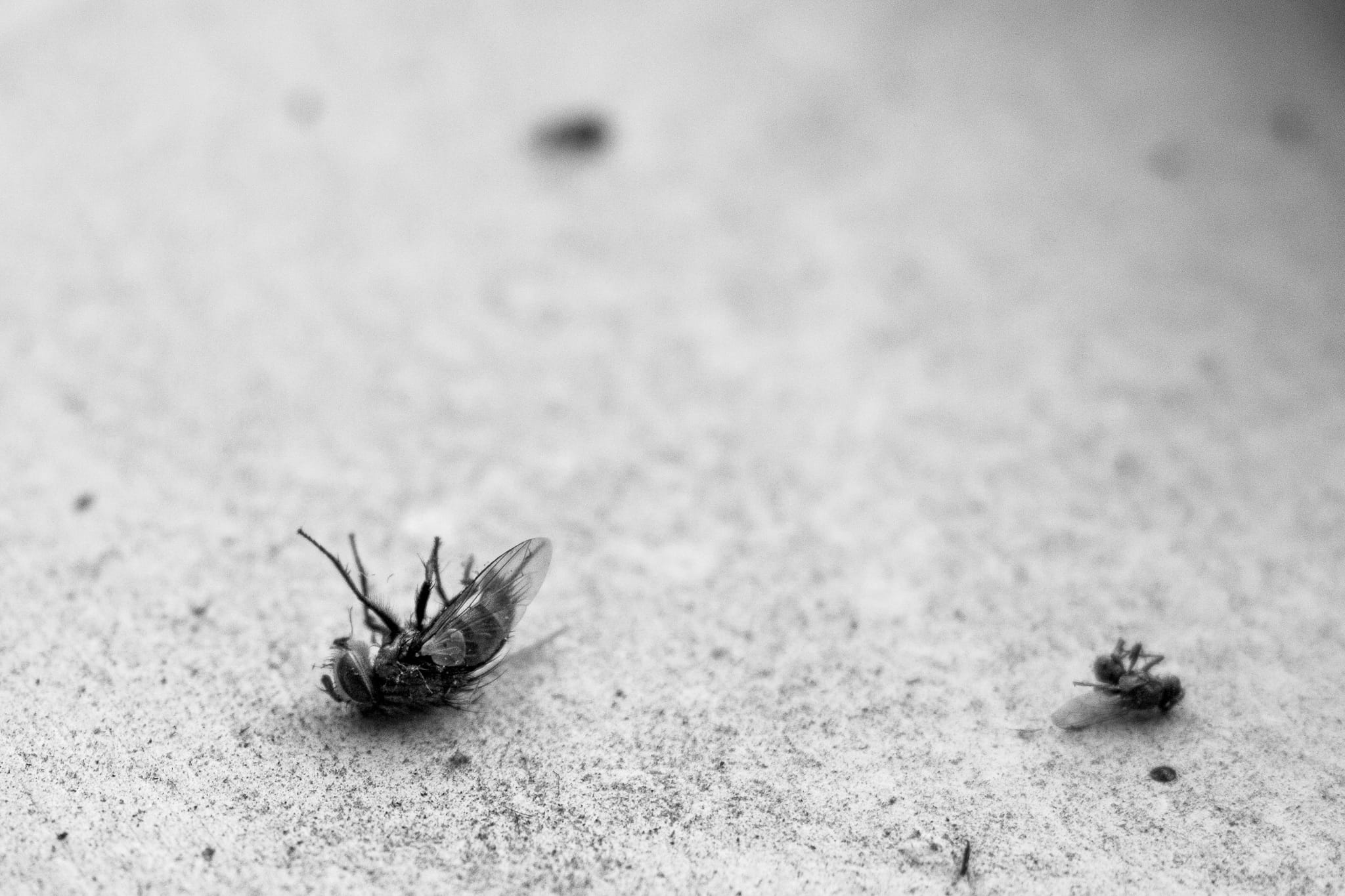 animal, gray, Macro, black, Ants, Dead, sand, wing, no people, animals in the wild, high angle view, creature, pavement, land, animal themes, one animal, HD Wallpaper
