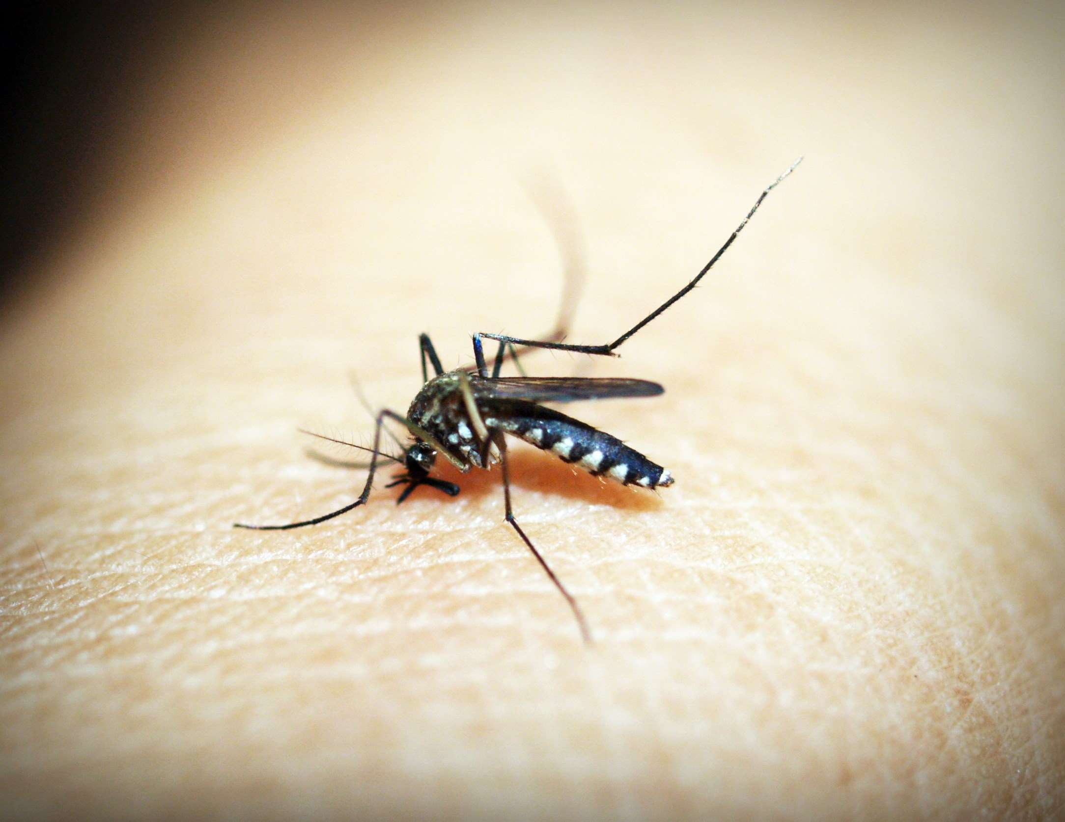 human skin, feeding, animal wildlife, close-up, body part, animals in the wild, outdoors, biology, selective focus, black, entomology, nature, day, skin, HD Wallpaper