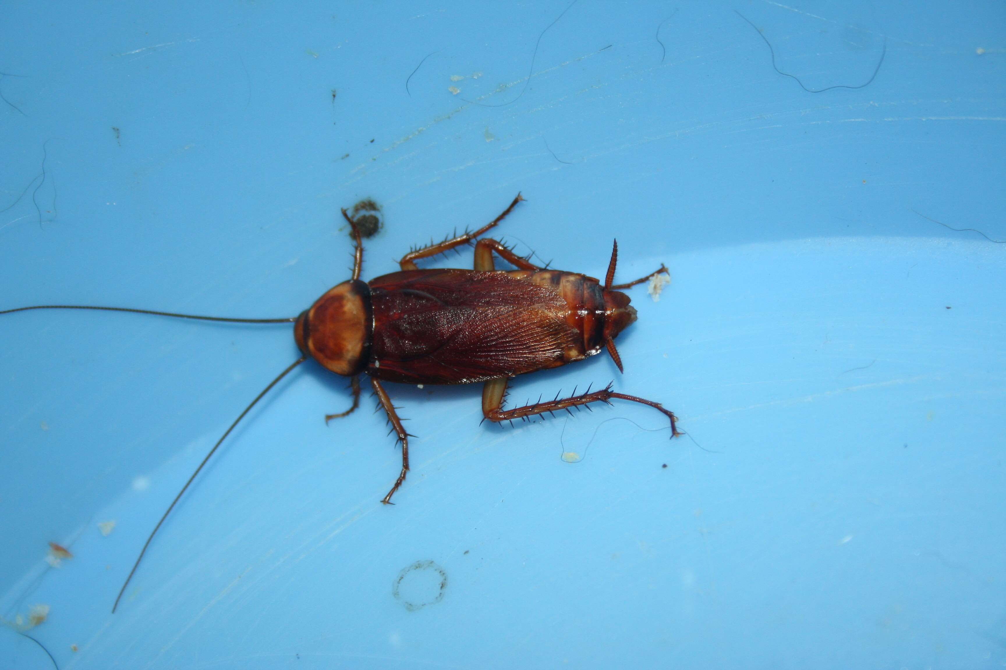 blue, zoology, studio shot, animal wildlife, nature, no people, animals in the wild, blue background, close-up, indoors, colored background, random huge coackroach, HD Wallpaper