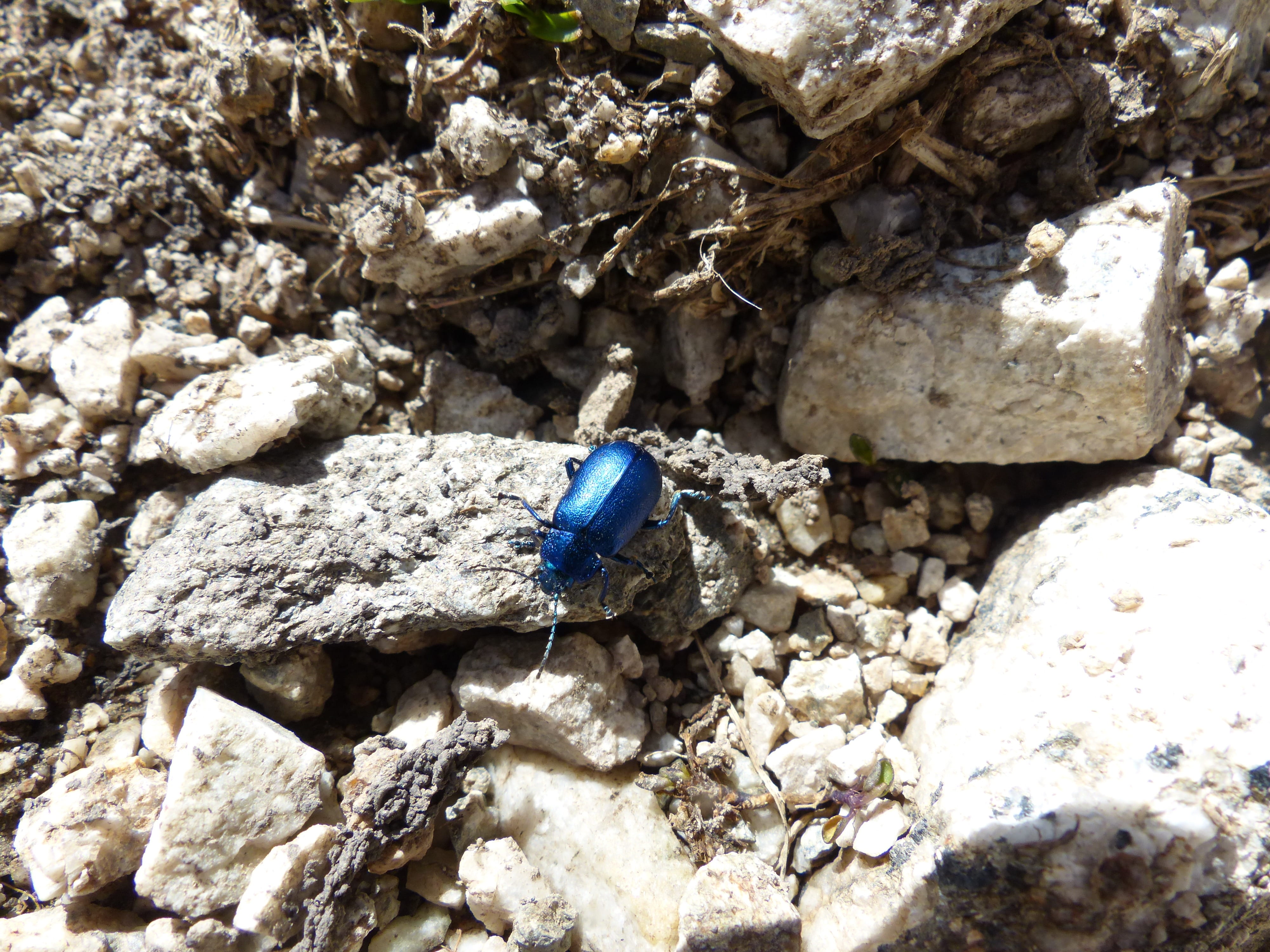 pebble, Beetle, sunlight, unhygienic, one animal, nature, day, leaf beetle, oreina, stone - object, oreina speciosissima, close-up, rock, solid, blue, animal, HD Wallpaper