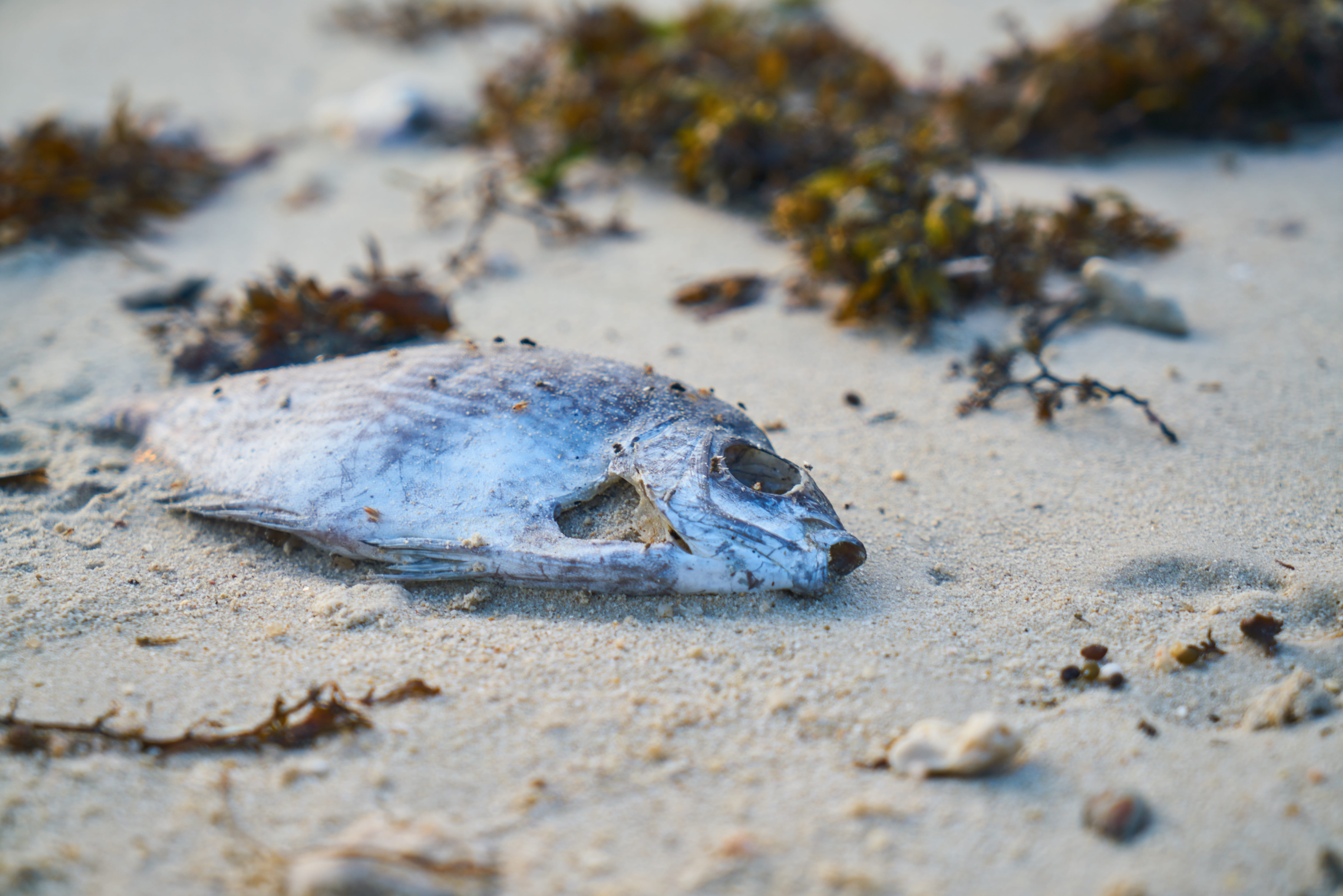 portrait, animal, dead animal, natural disaster, environmental conservation, the pollution, tropical climate, environment, dirty, sea, animals in the wild, HD Wallpaper