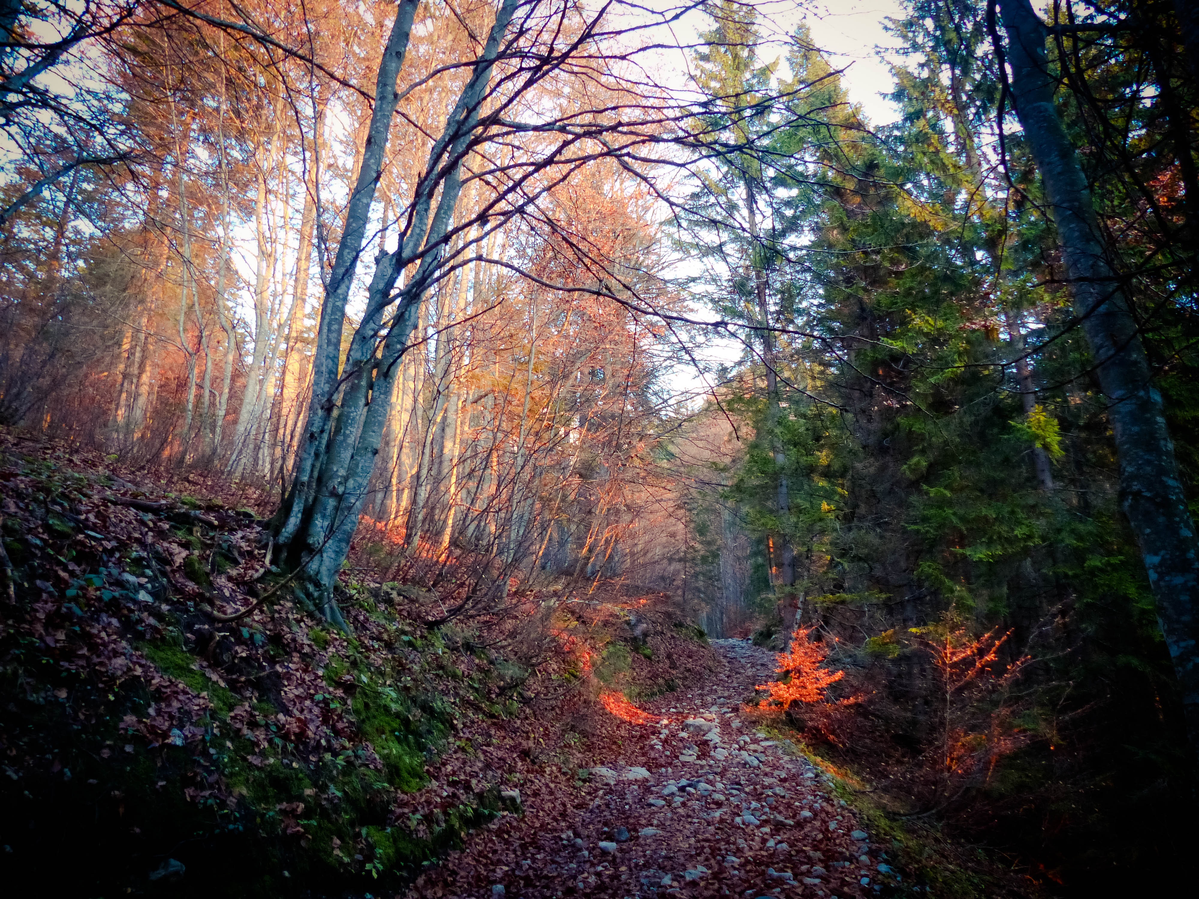 growth, sun, trunk, no people, environment, 4K, tree trunk, unique, mood, tranquility, land, non-urban scene, trail, tree, autumn, exceptional, red, sky, HD Wallpaper
