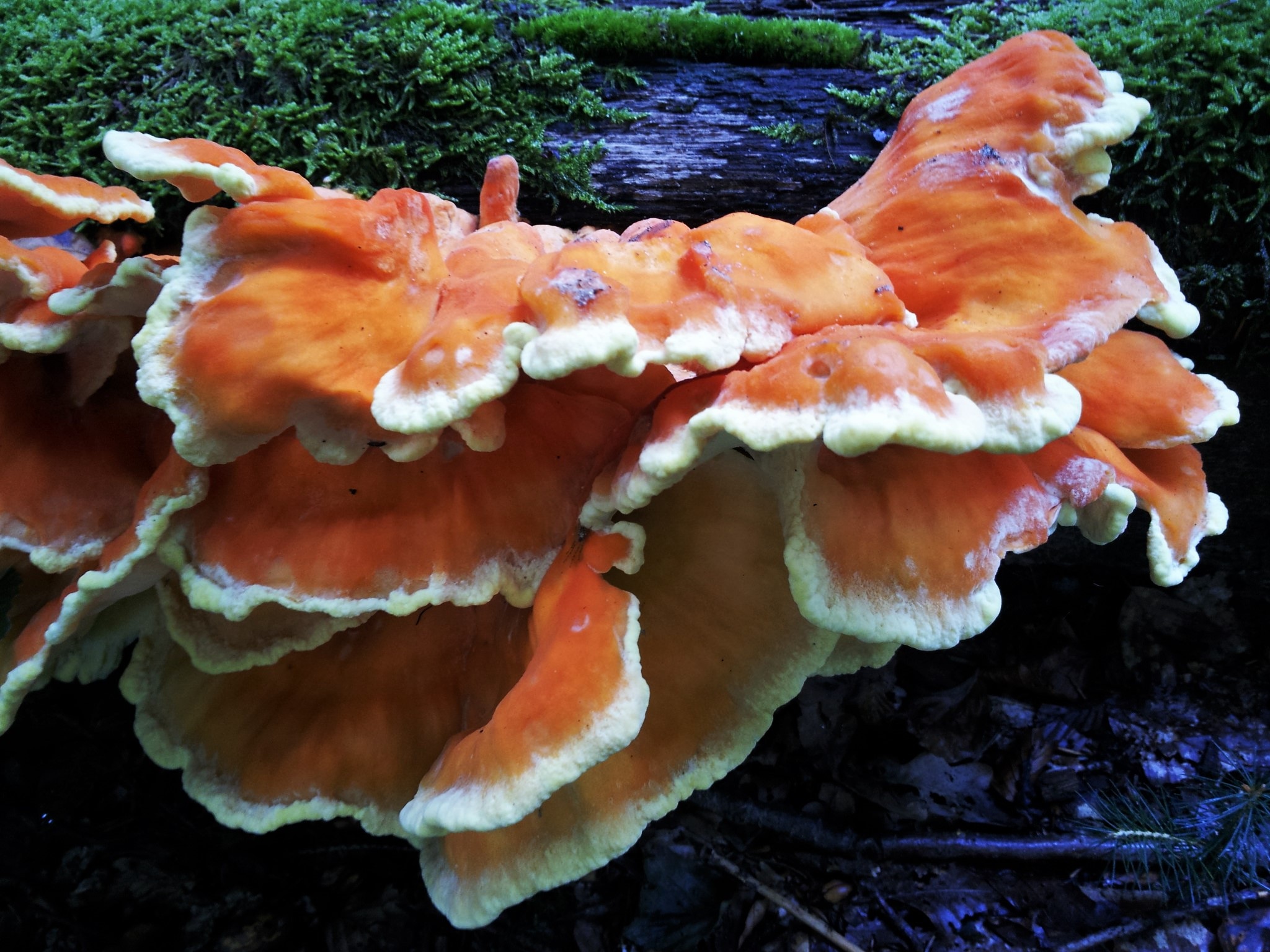 outdoors, rarely, rarity, bark, toadstool, focus on foreground, morsch, detail, red, 1080P, vegetable, coral fungus, day, moss, tree stump, no people, HD Wallpaper