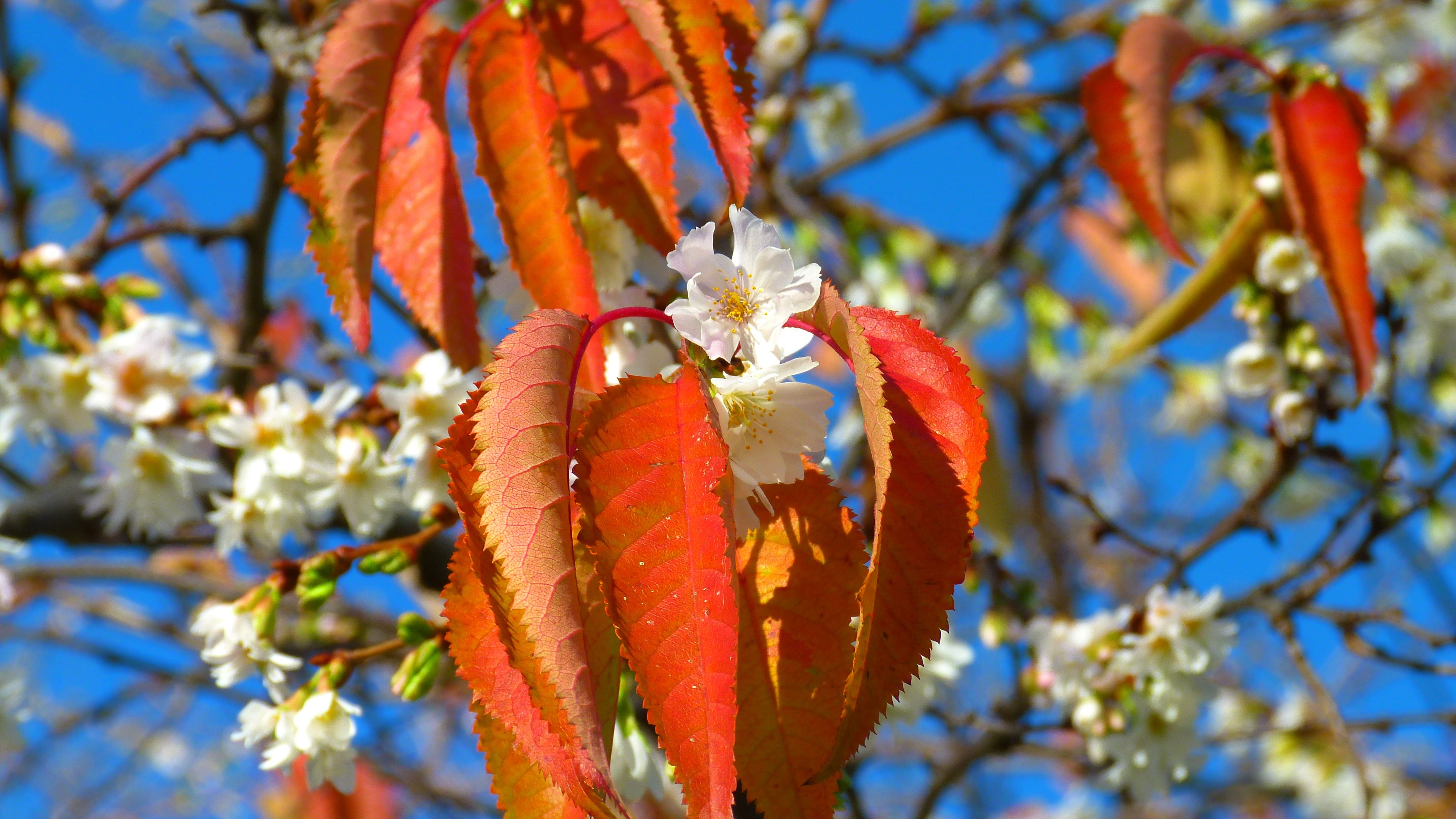 leaf, springtime, cherry blossoms, branch, beauty in nature, emerge, day, 4K, flowering plant, tree, freshness, petal, orange, close-up, sky, growth, nature, HD Wallpaper