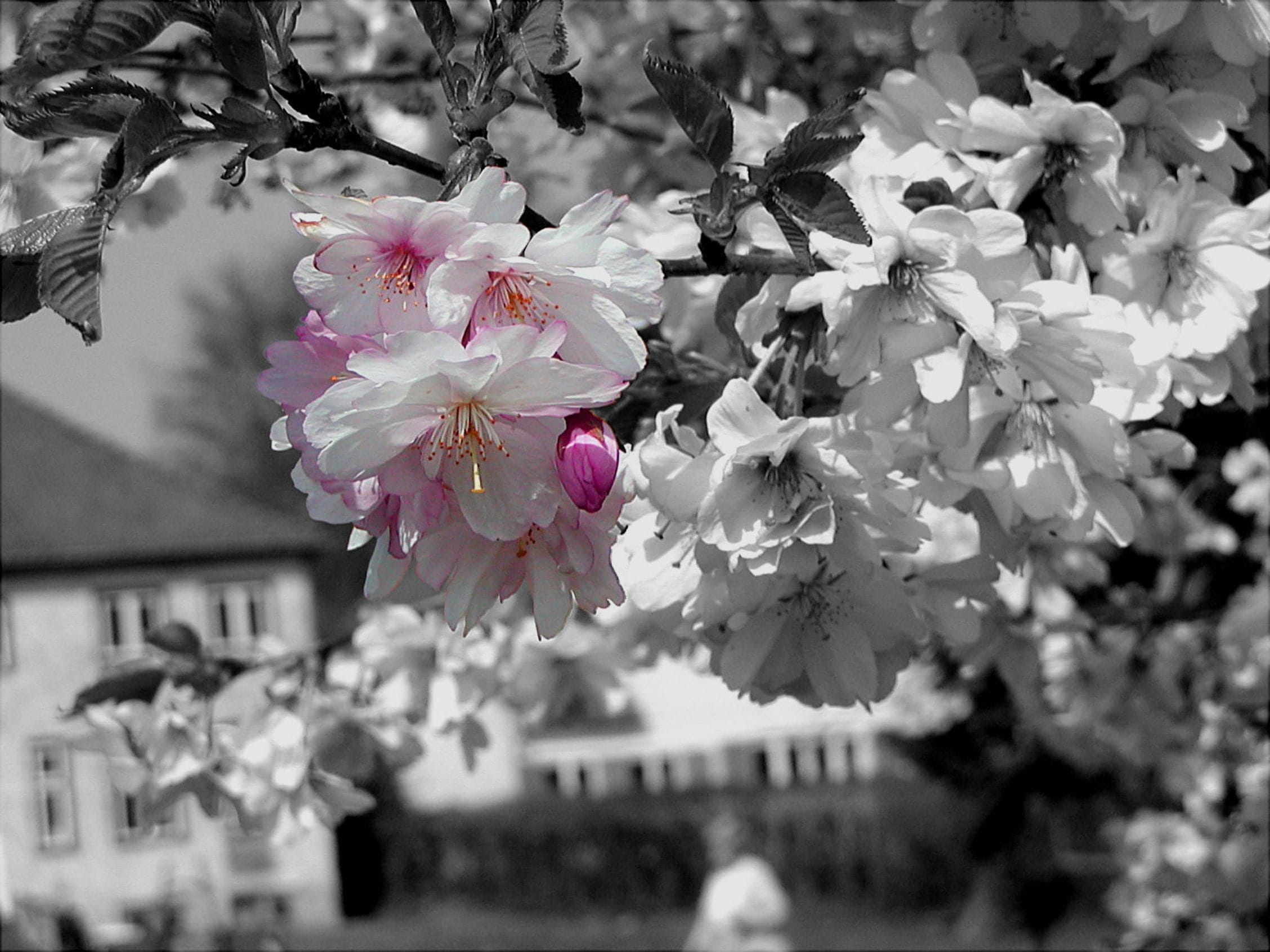 flower head, plant, growth, petal, flower, cherry tree, freshness, architecture, Cherry Blossom, vulnerability, built structure, day, building exterior, HD Wallpaper