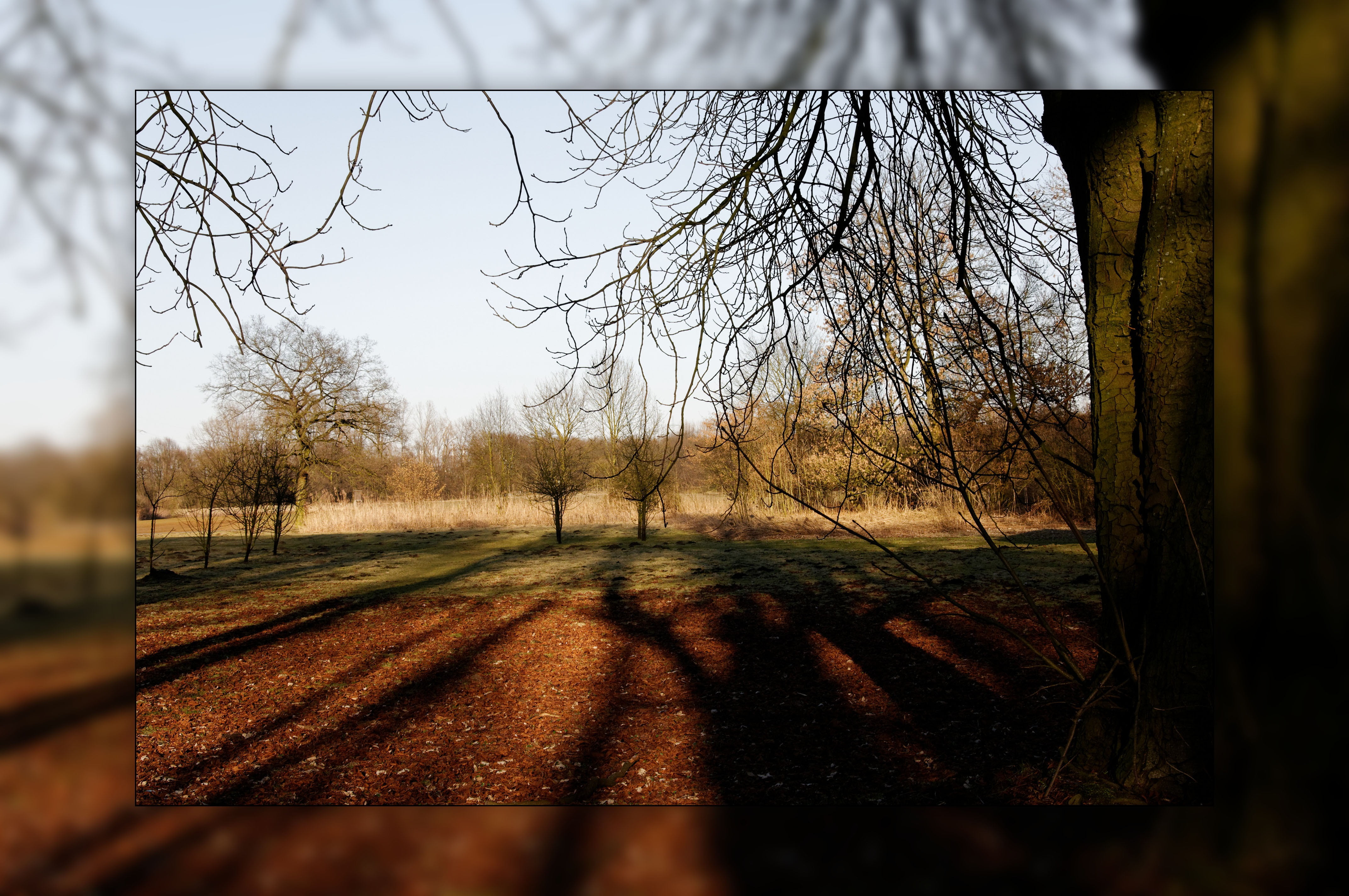 redecorated, day, shadow, golden autumn, november, fall foliage, growth, sunlight, tranquil scene, tranquility, park, land, landscape, autumn, frame, field, HD Wallpaper