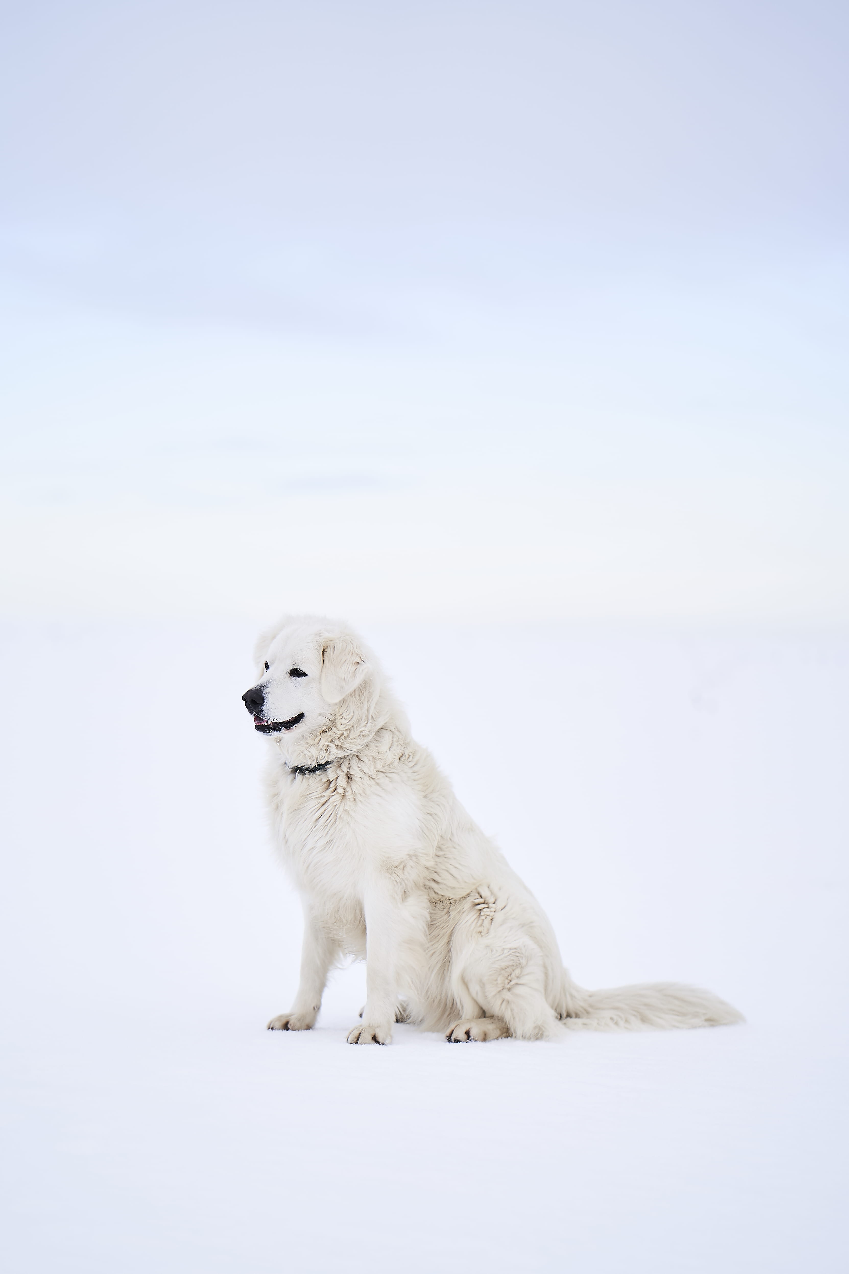 cat, husky, pet, canine, coat, wolf, nature, mammal, red wolf, wildlife, one animal, collie, eskimo dog, winter, cold temperature, polar bear, fox, manx, Phone HD Wallpaper