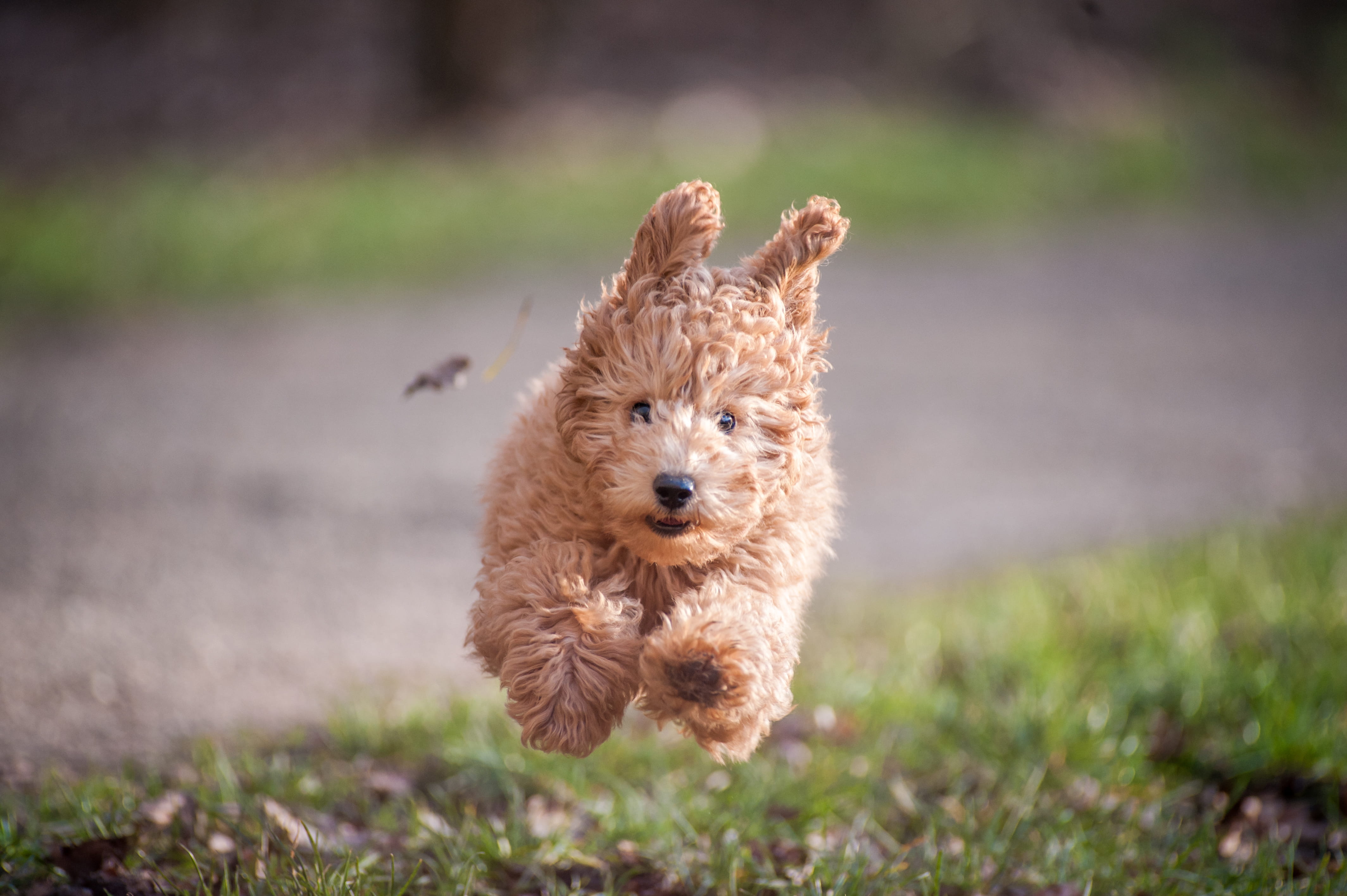 vertebrate, jumping, field, brown, one animal, animal, bush, bird, golden retriever, mammal, poodle, vegetation, grass, fox, pets, grasses, wildlife, land, HD Wallpaper