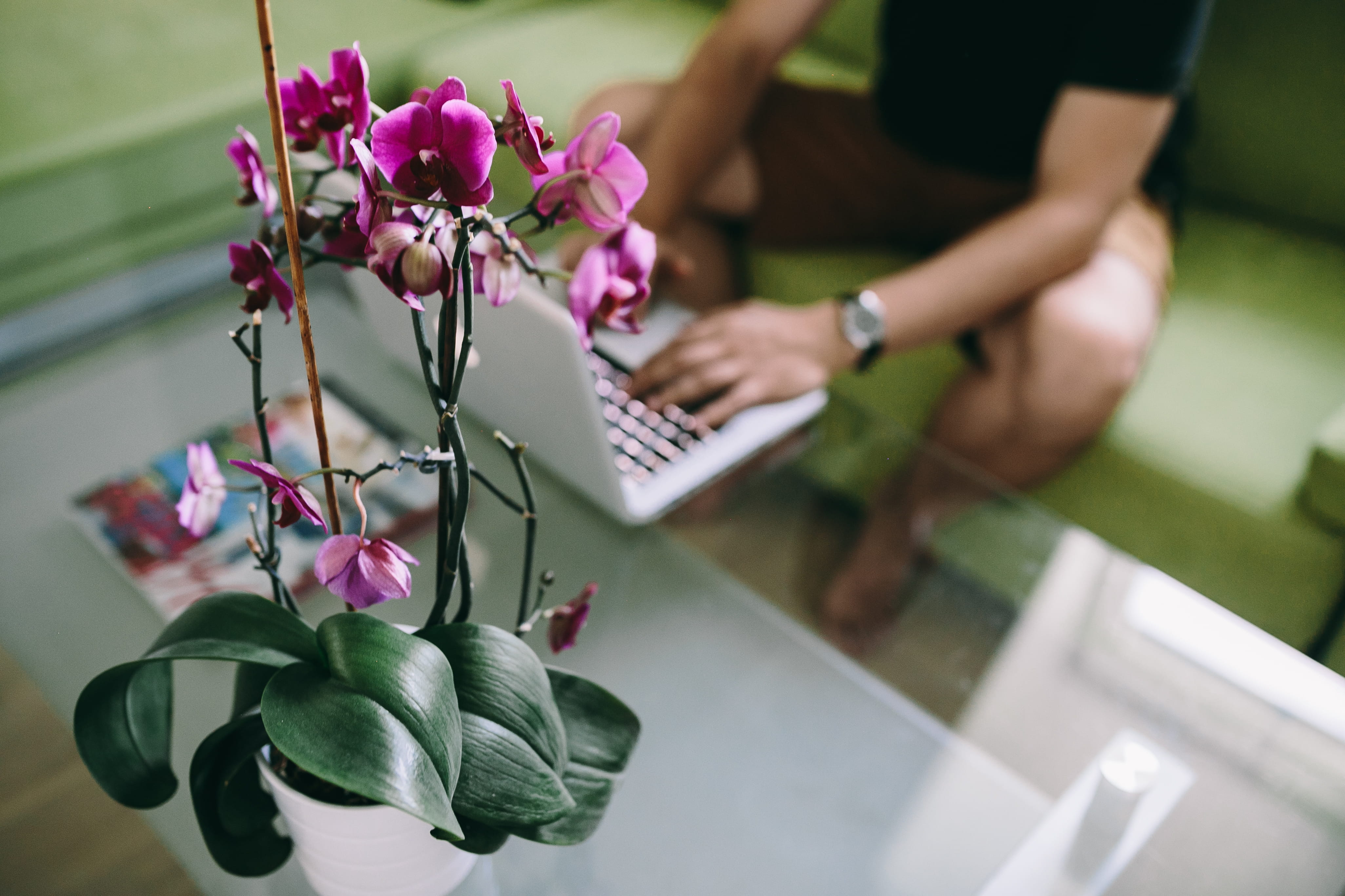 outdoors, occupation, nature, working, men, flower arrangement, females, one man only, computer, beauty in nature, communication, 4K, wireless technology, HD Wallpaper