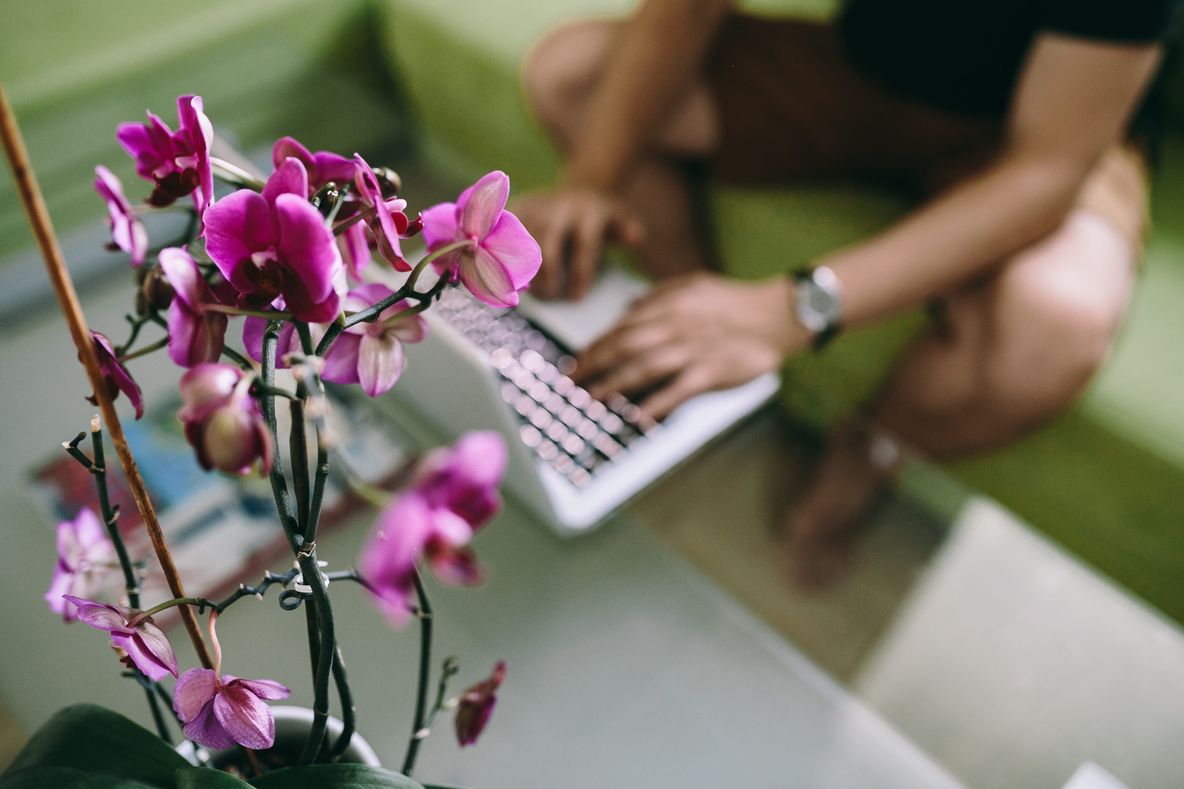 women, holding, workspace, tech, caucasian Ethnicity, wiem, flower, technology, working, men, human body part, connection, 4K, laptop, communication, females, HD Wallpaper