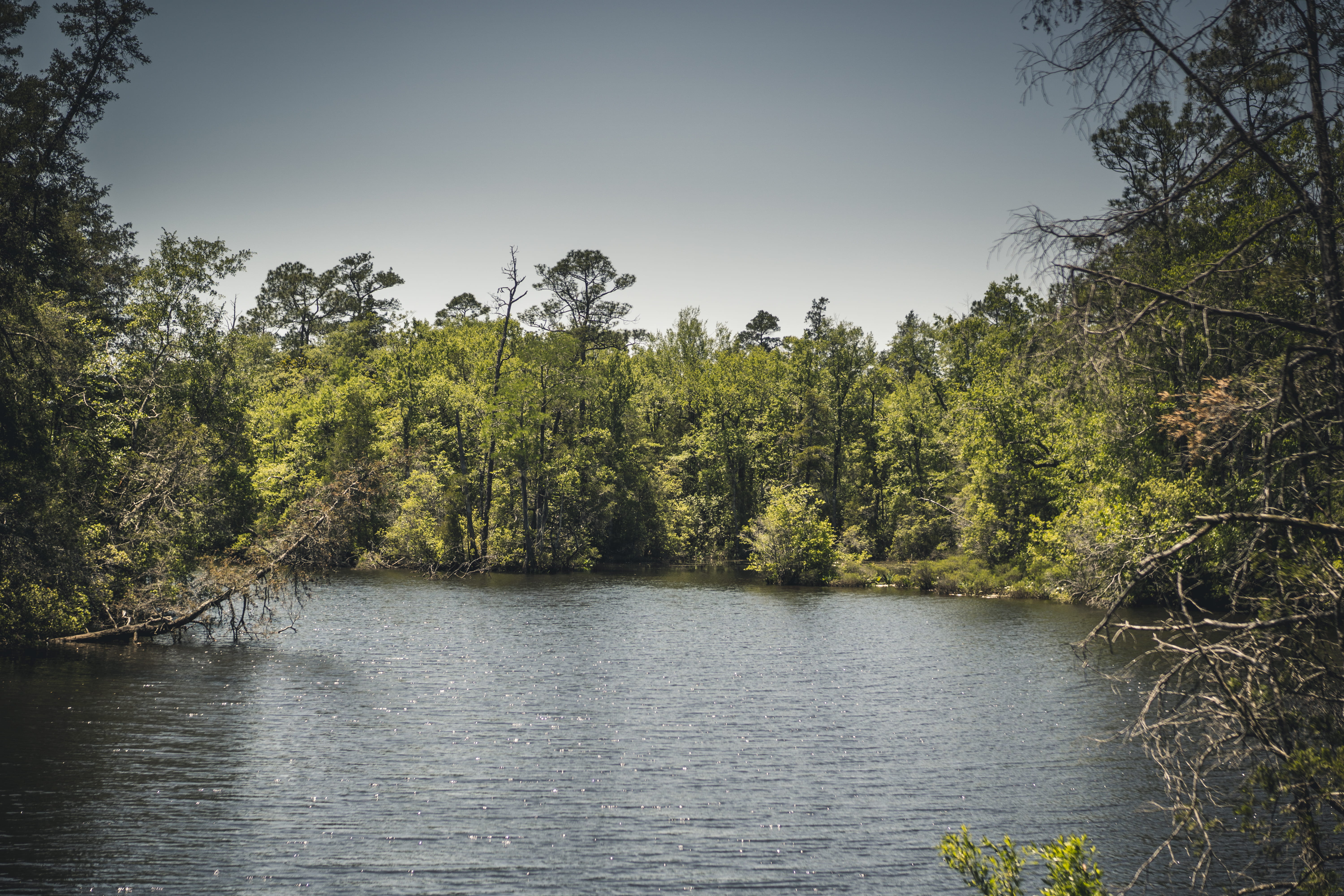 united states, prichard, water, sky, background, tree, beauty in nature, america, non-urban scene, idyllic, tranquil scene, everglades, unitedstates, HD Wallpaper