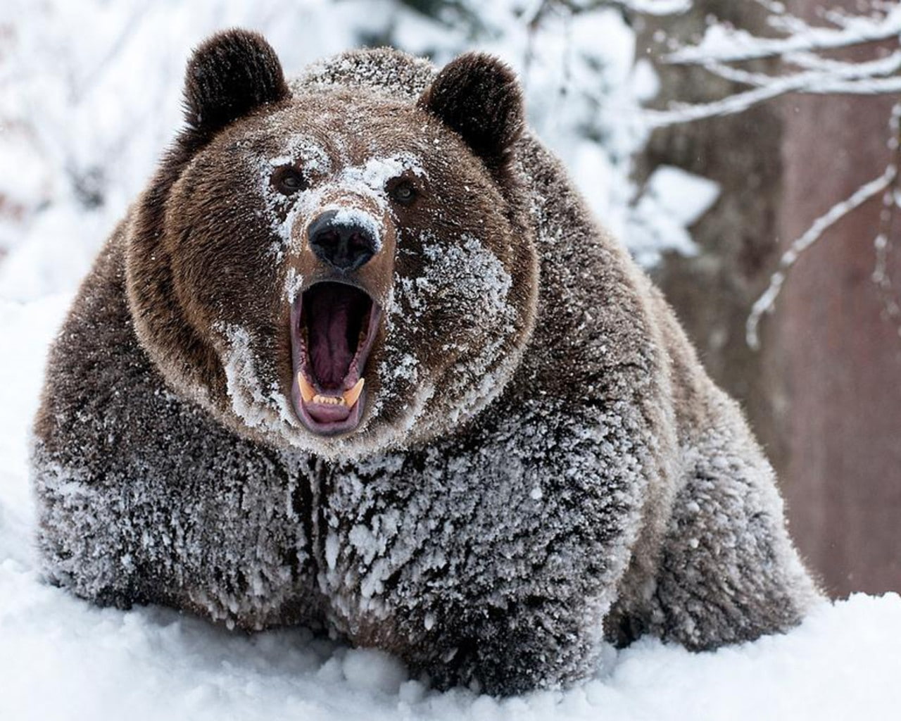animals, hd, snow, 720P, bears, x, cocaine, art, grizzly, Winter, HD Wallpaper