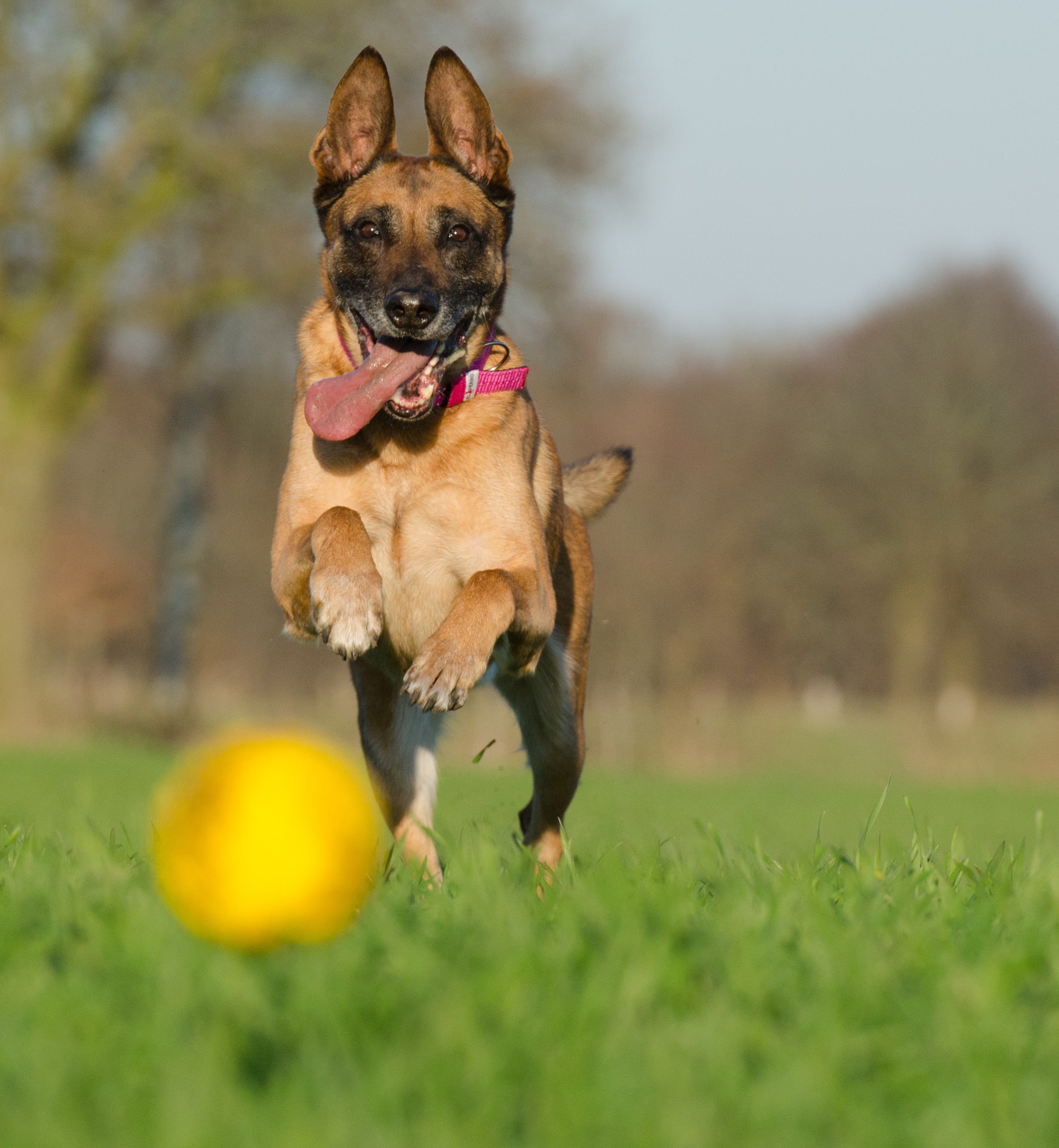 ball junkie, day, manilois, ball, mouth open, belgian shepherd dog, belgian, domestic, land, fawn, dog, animal, plant, malinois with ball, grass, selective focus, Phone HD Wallpaper