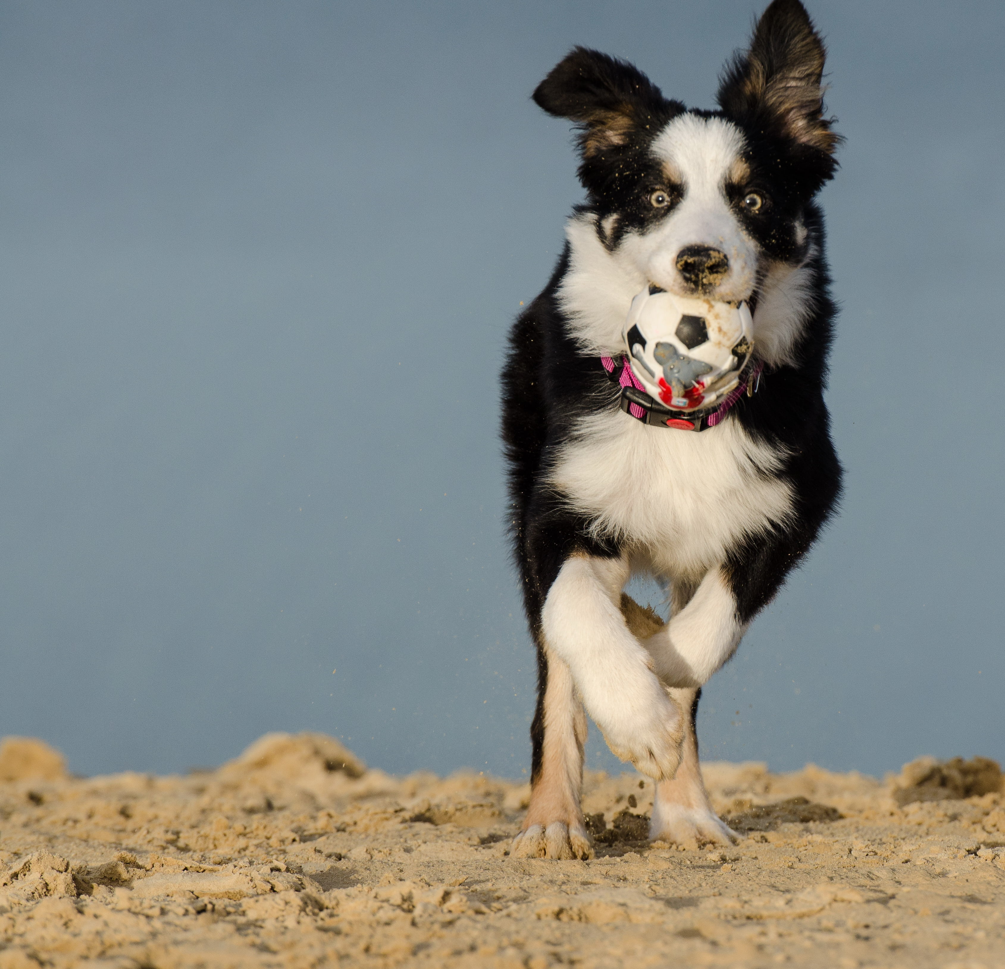 land, day, beach, animal, motion, border collie, three coloured, nature, tricolor, pets, no people, portrait, sand, dog, animal mouth, domestic, 2K, running, HD Wallpaper