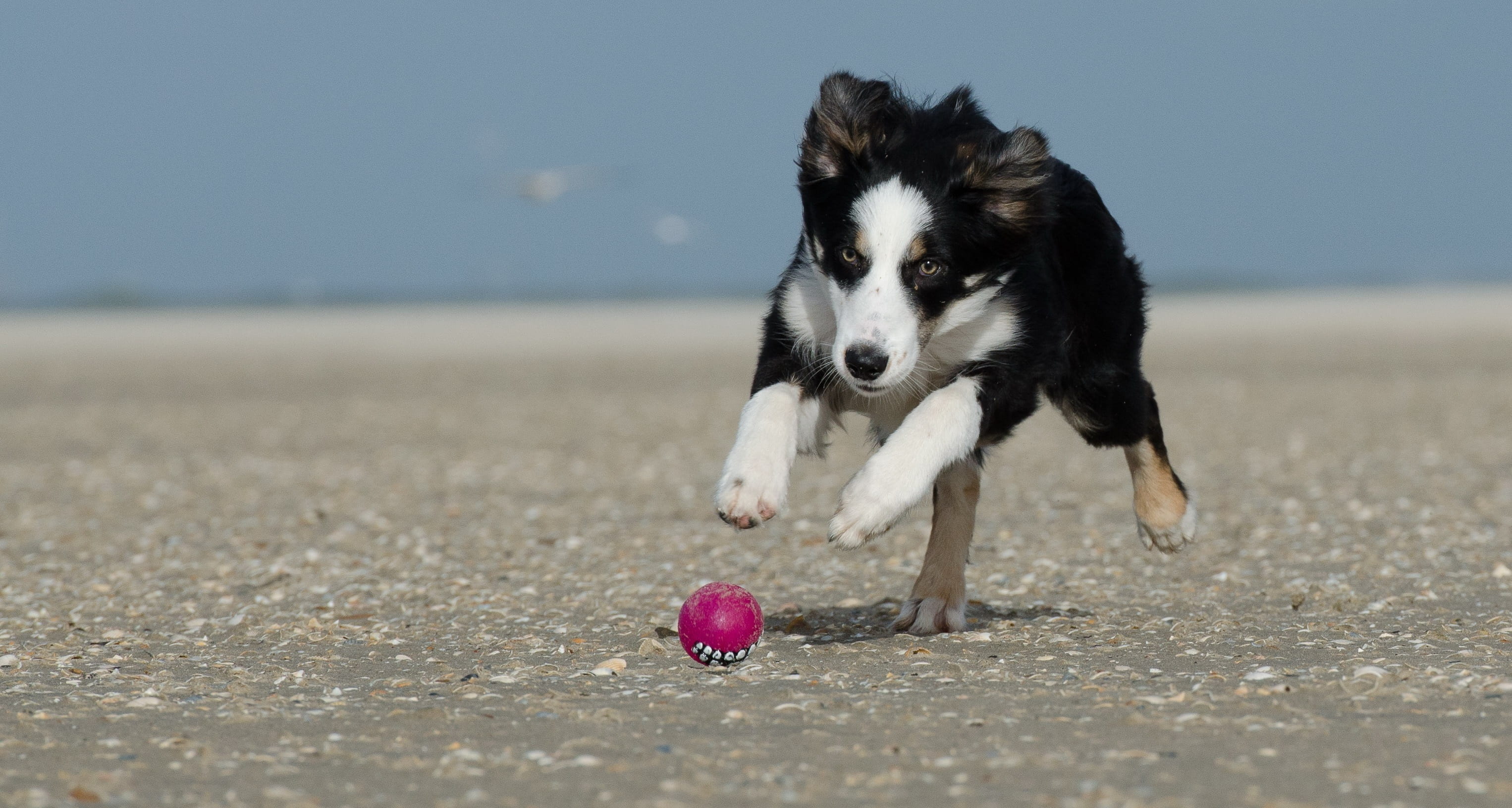 fetch, ball hunting, border, british sheepdog, dog, animal, beach, playing, motion, ball junkie, nature, pets, canine, animal themes, selective focus, Border Collie, HD Wallpaper