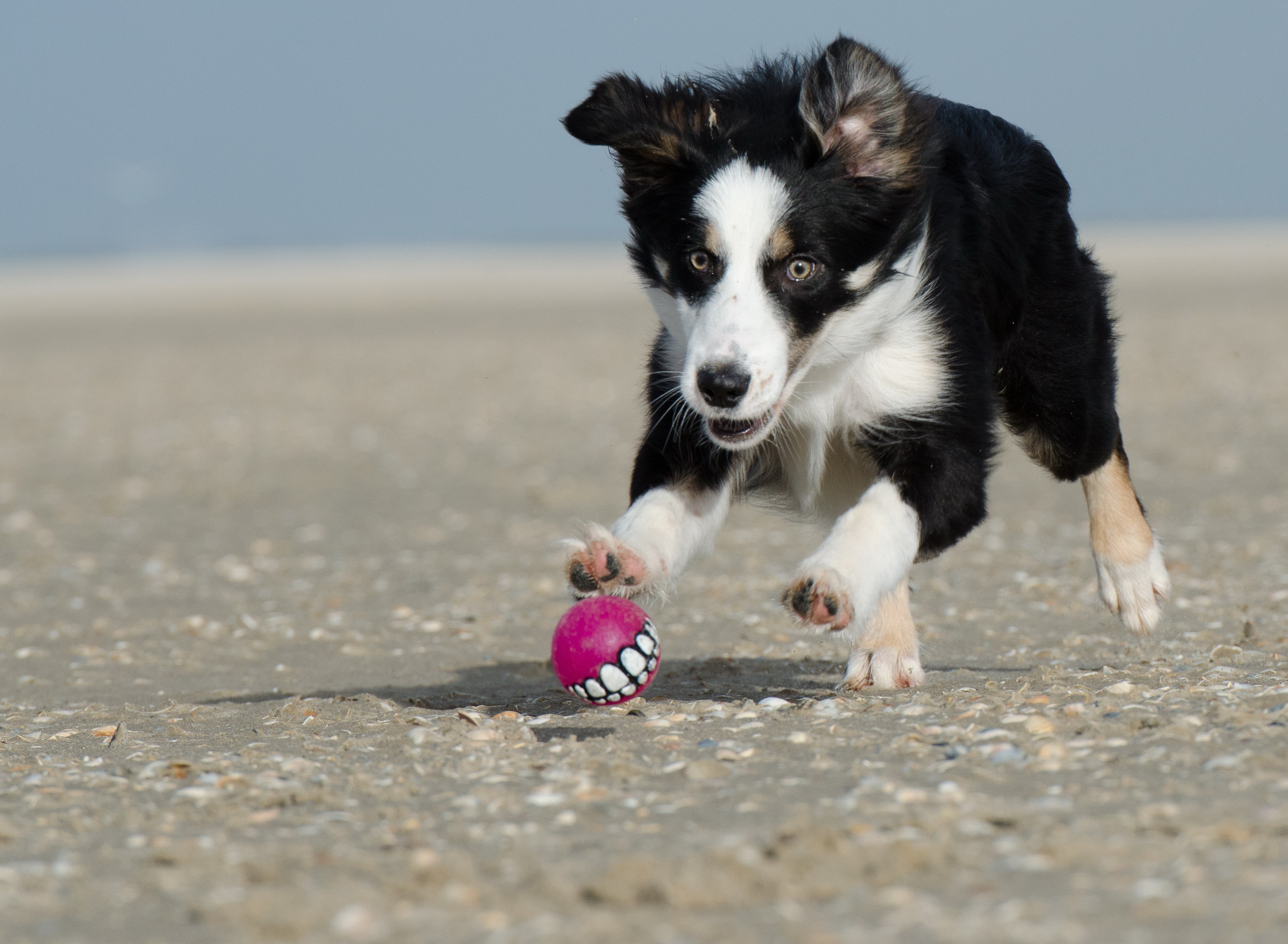 black, puppy, animal themes, pets, young animal, pink, dog, playing, ball junkie, nature, canine, animal, sand, apport, ball, british sheepdog, one animal, HD Wallpaper