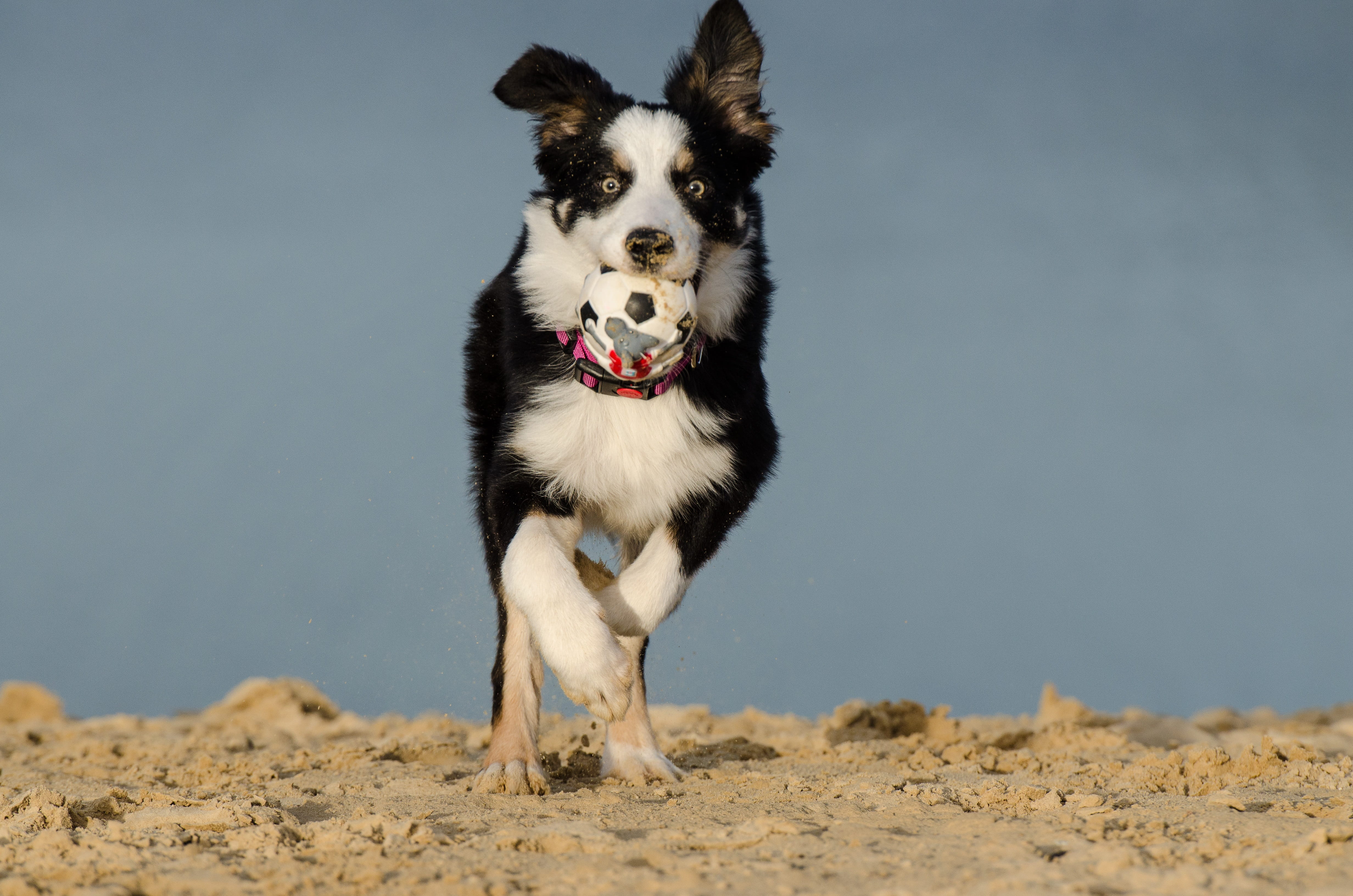 focus, ball junkie, puppy, sunlight, canine, cute, motion, animal themes, outdoors, pets, beach, 4K, animal mouth, photo, collie, apport, no people, black, HD Wallpaper