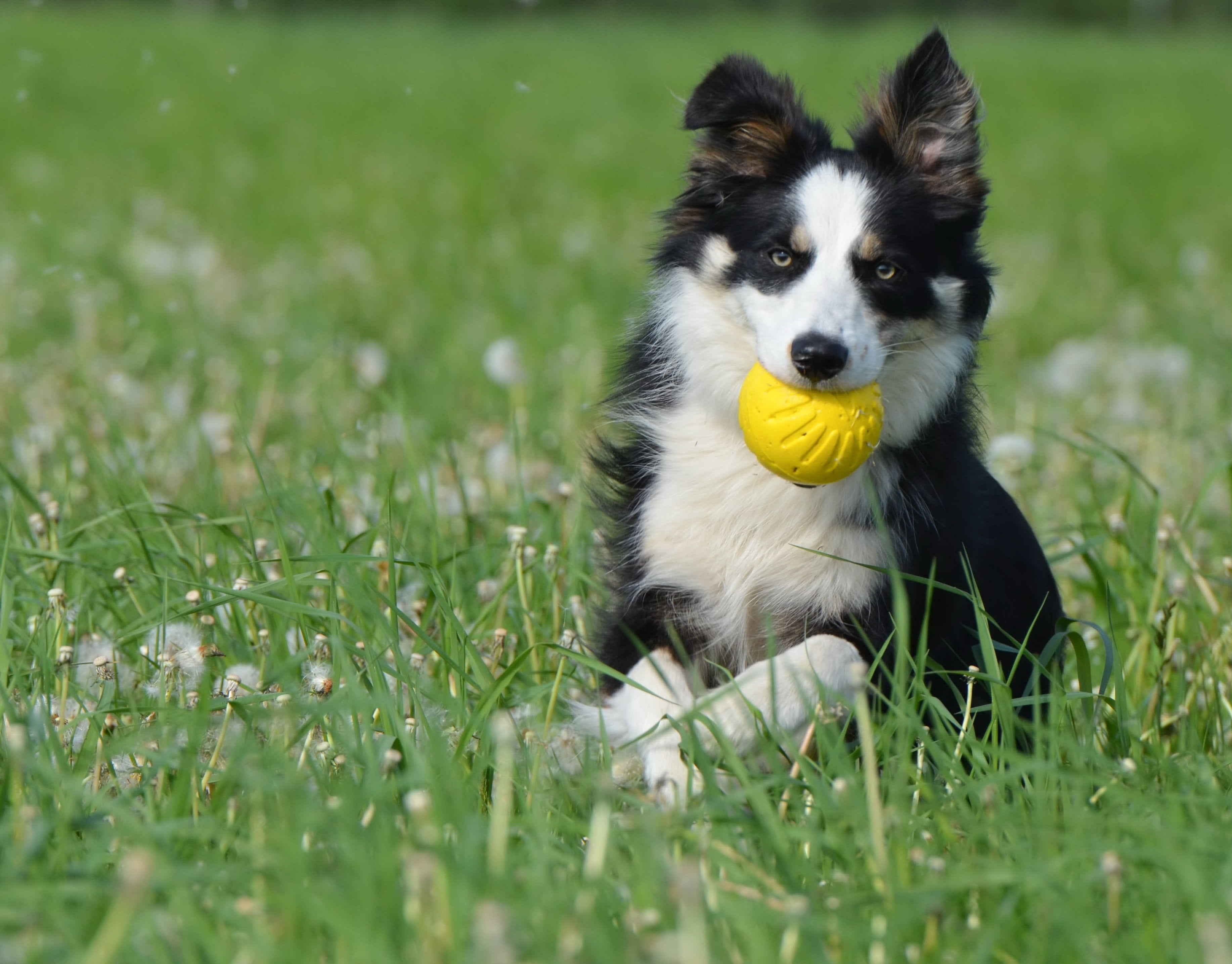 ball junkie, vertebrate, dog with ball, pets, day, selective focus, no people, play, photo, border, nature, yellow, apport, domestic animals, outdoors, HD Wallpaper