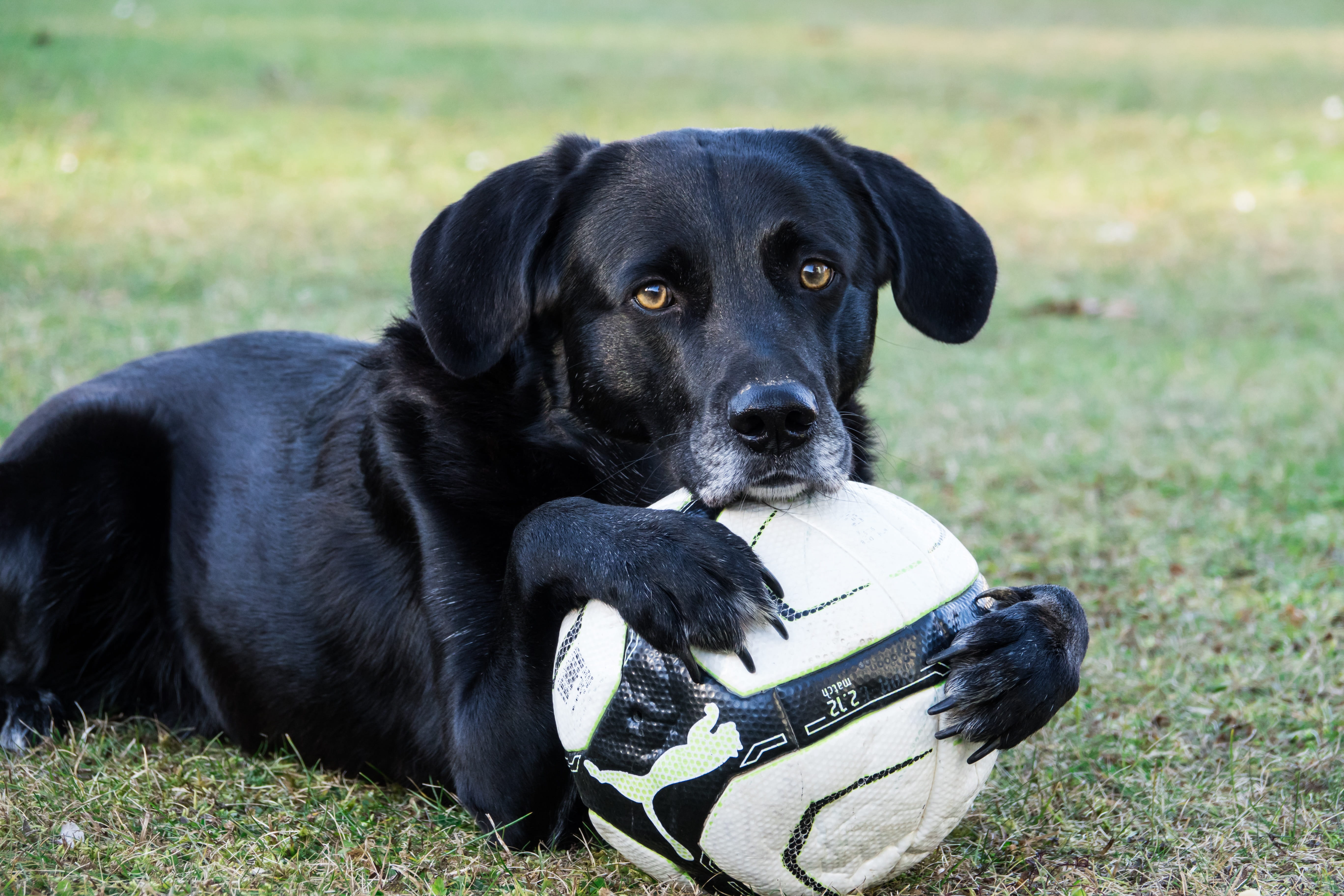 one animal, black, canine, vertebrate, domestic, border collie, plant, black color, play, domestic animals, mammal, grass, pets, pet, focus on foreground, HD Wallpaper