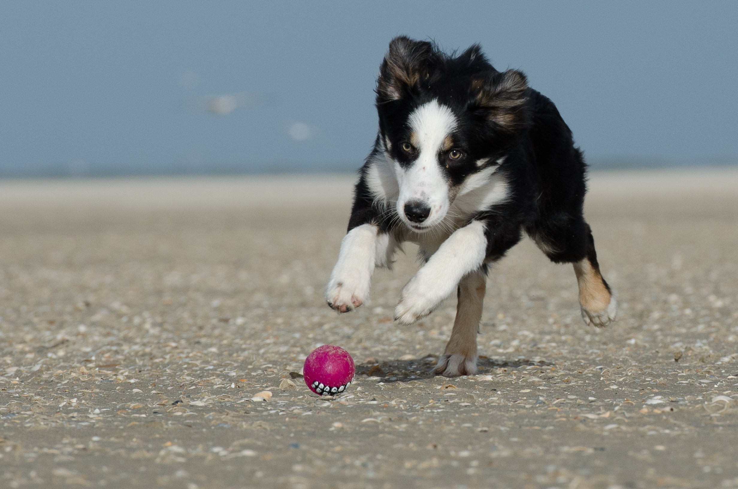 border collie, domestic animals, brown, sky, sand, canine, ball, australian, black, animal themes, water, british sheepdog, domestic, no people, beach, HD Wallpaper
